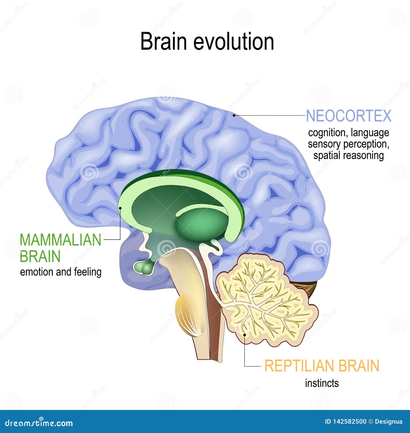 Cérebro Reptiliano Límbico E Neocórtex - EDULEARN