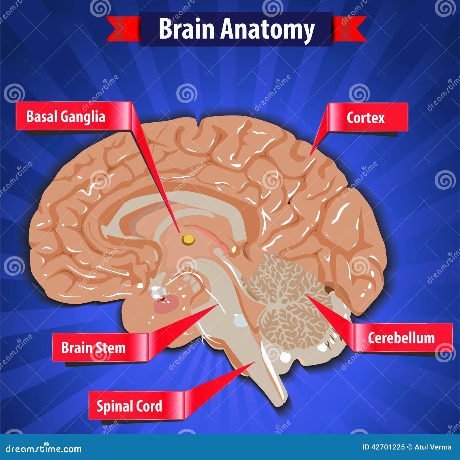 Brain Function, Human Brain Anatomy with Basal Ganglia, Cortex, Brain Stem, Cerebellum and Spinal Cord Stock Vector - Illustration of cortex, human: 42701225 Brain Function, Human Brain Anatomy with Basal Ganglia, Cortex, Brain Stem, Cerebellum and Spinal Cord Stock Vector - Illustration of cortex, human: 42701225