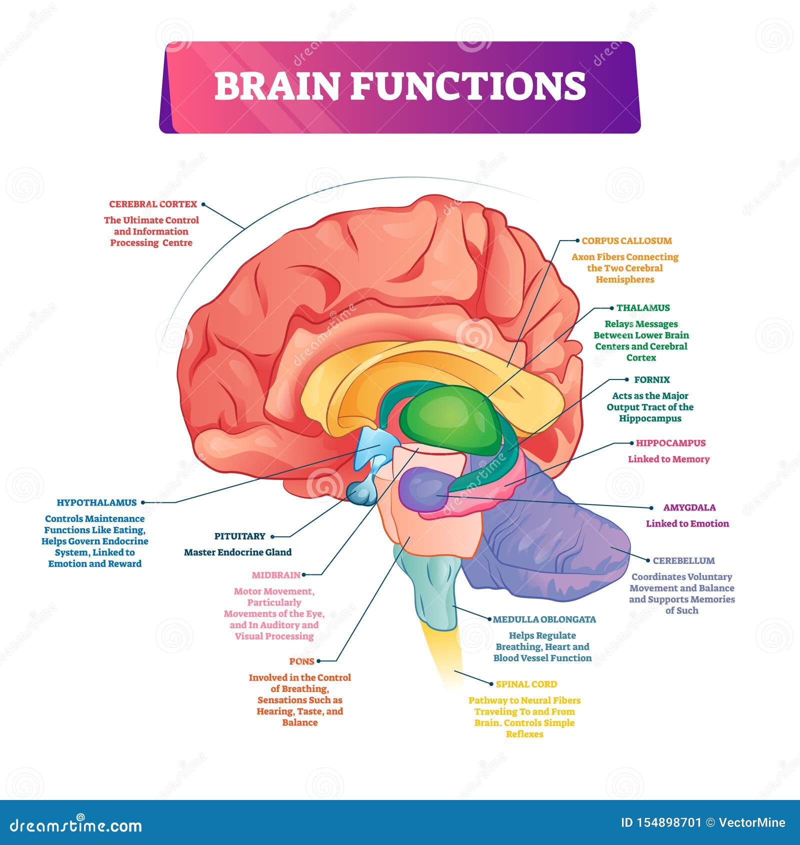 brain functions  . labeled explanation organ parts scheme