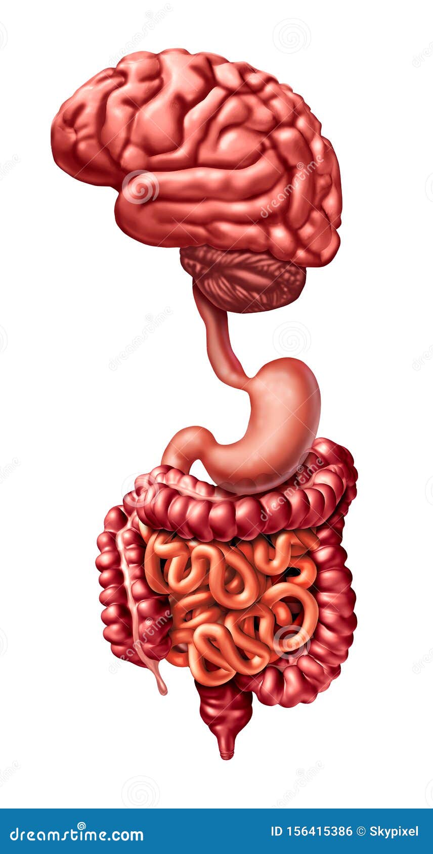 brain gut connection