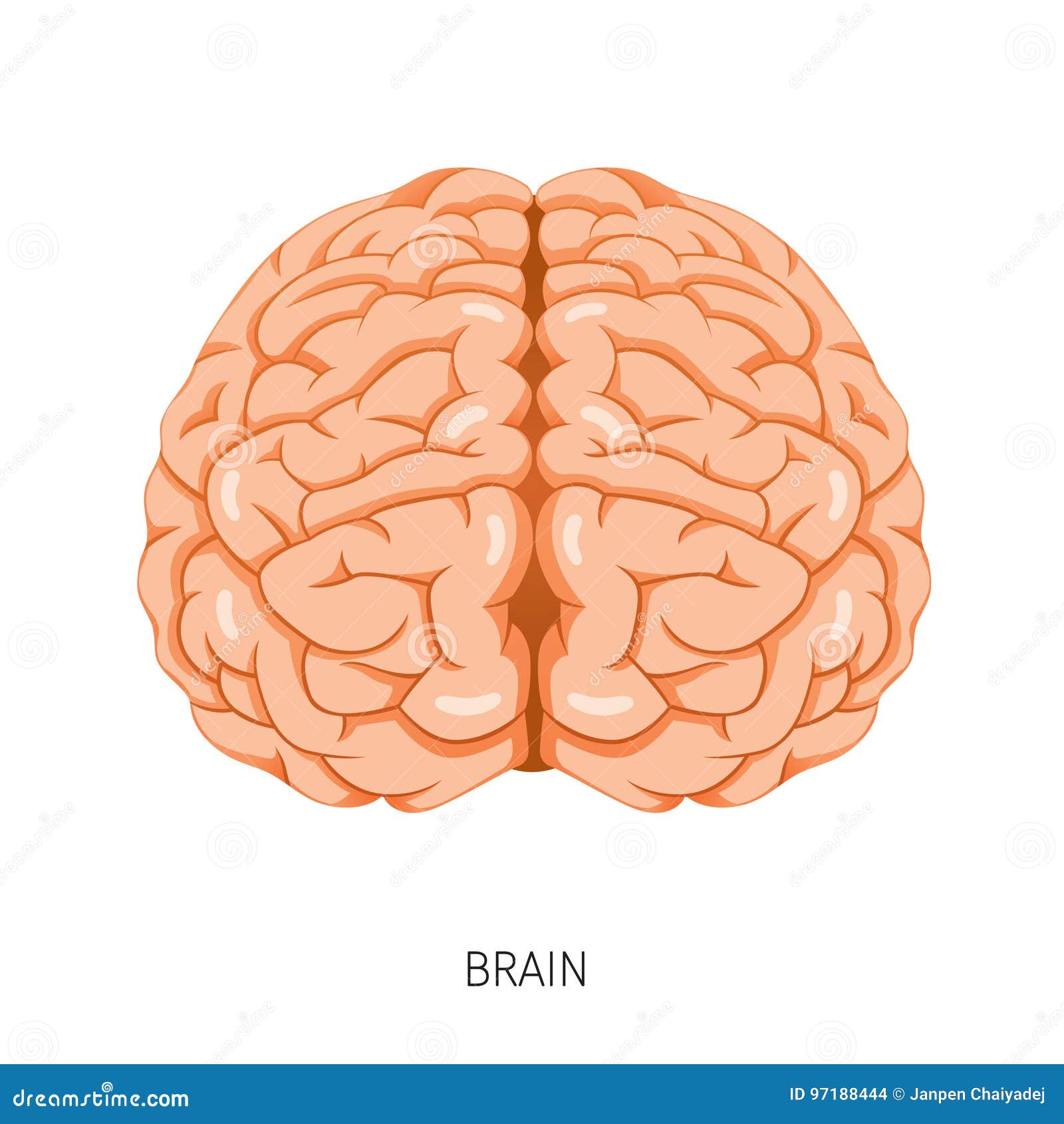 Internal Organ Chart