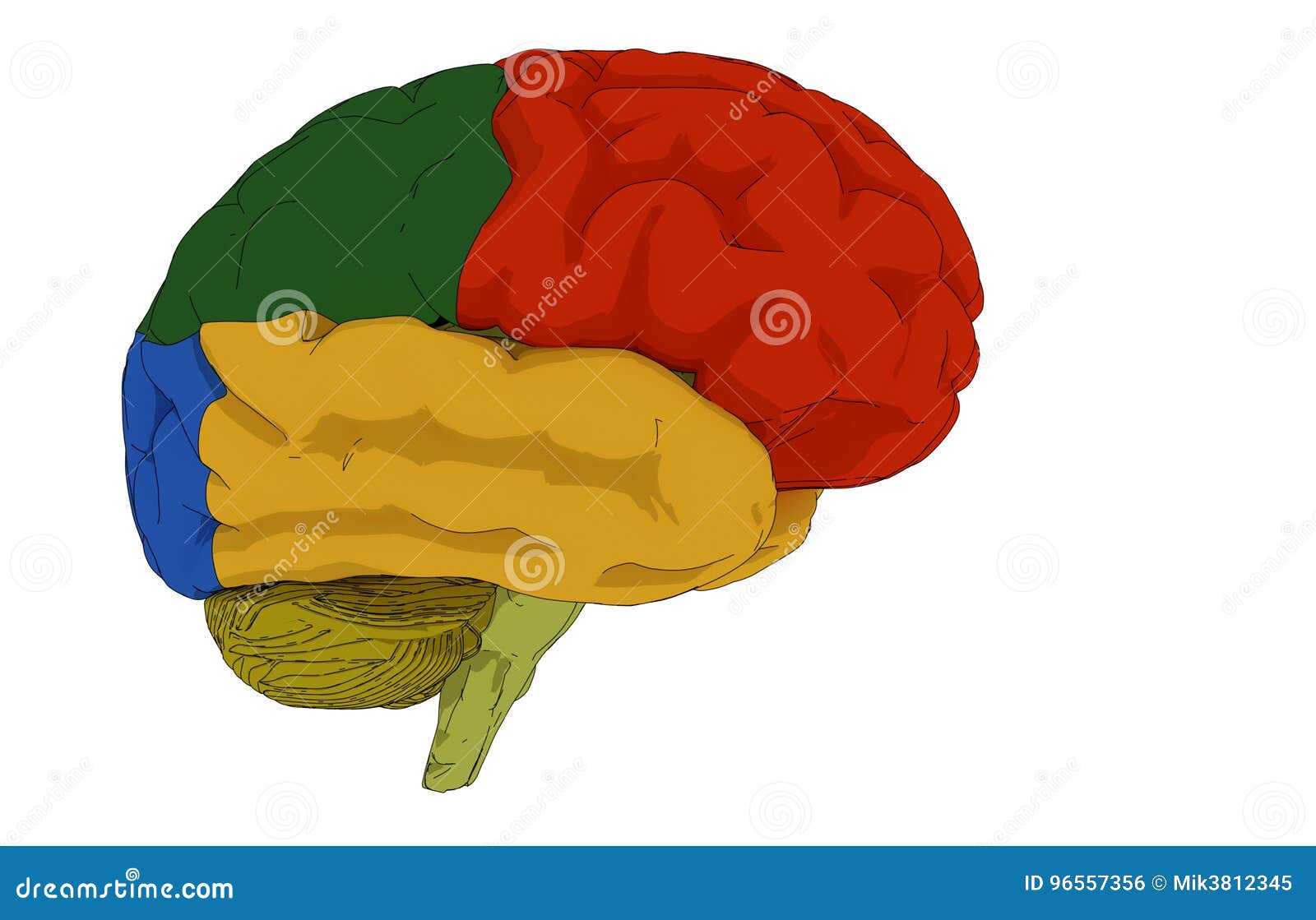 brain  and colored areas