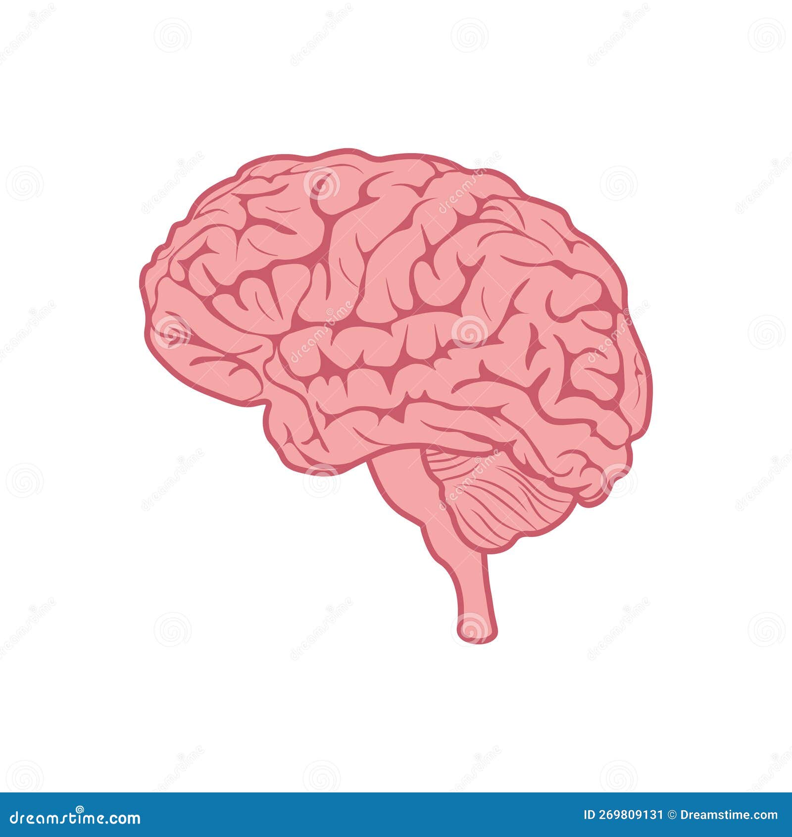 Brain. Image of the Human Brain. the Central Nervous System of Man ...