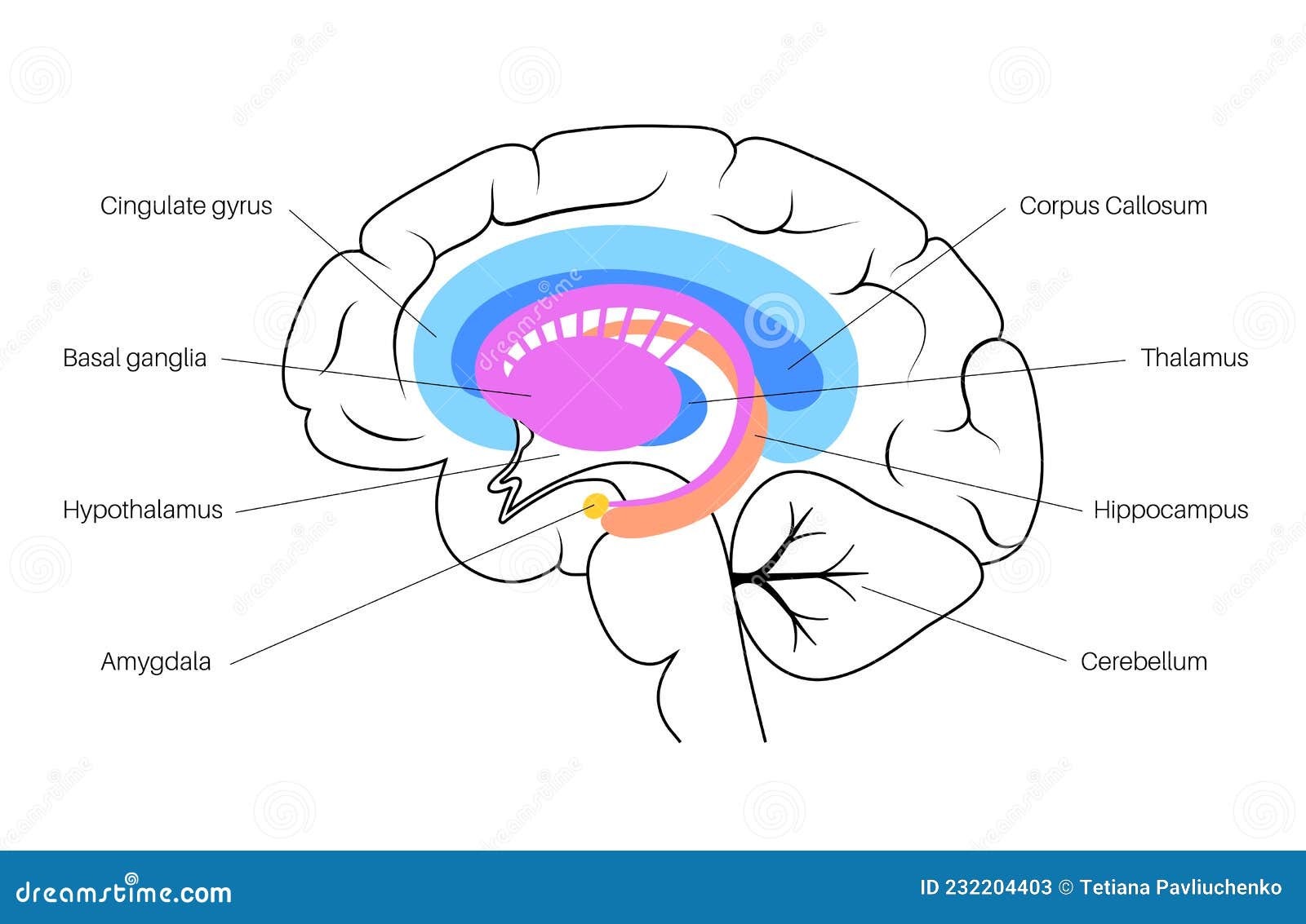 Basal Ganglia And Limbic System