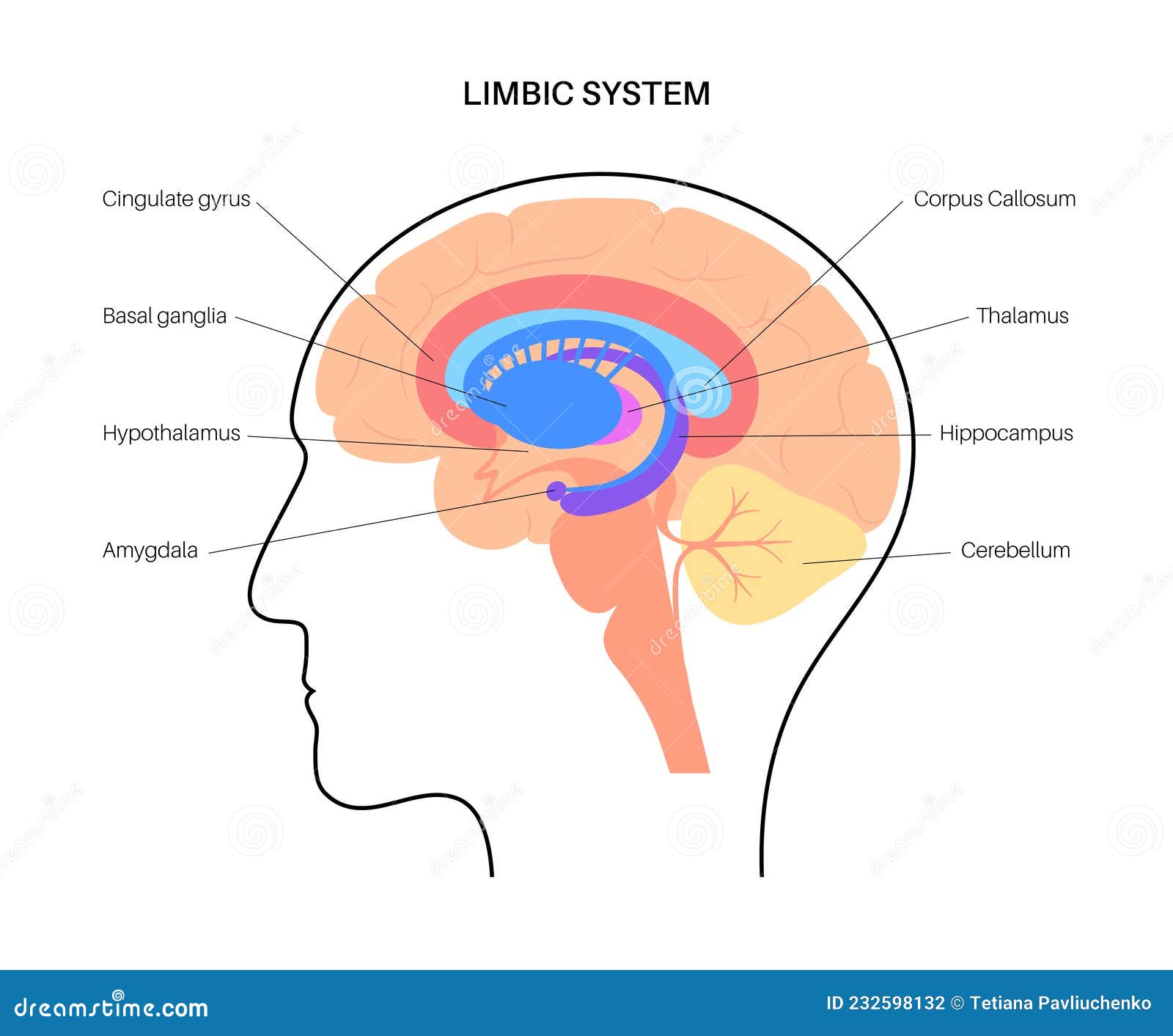 Basal Ganglia And Limbic System