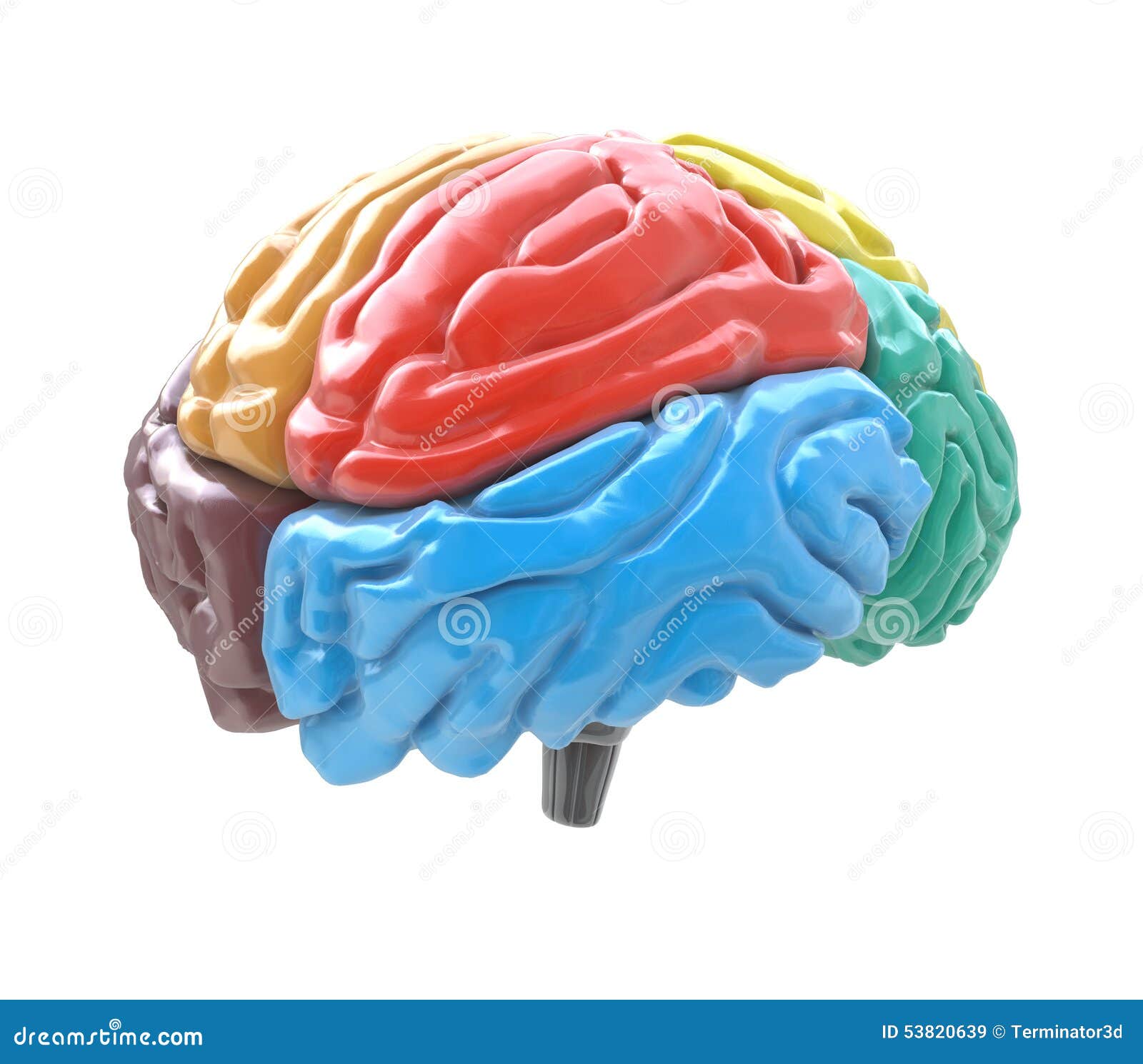 brain lobes in different colors on white background