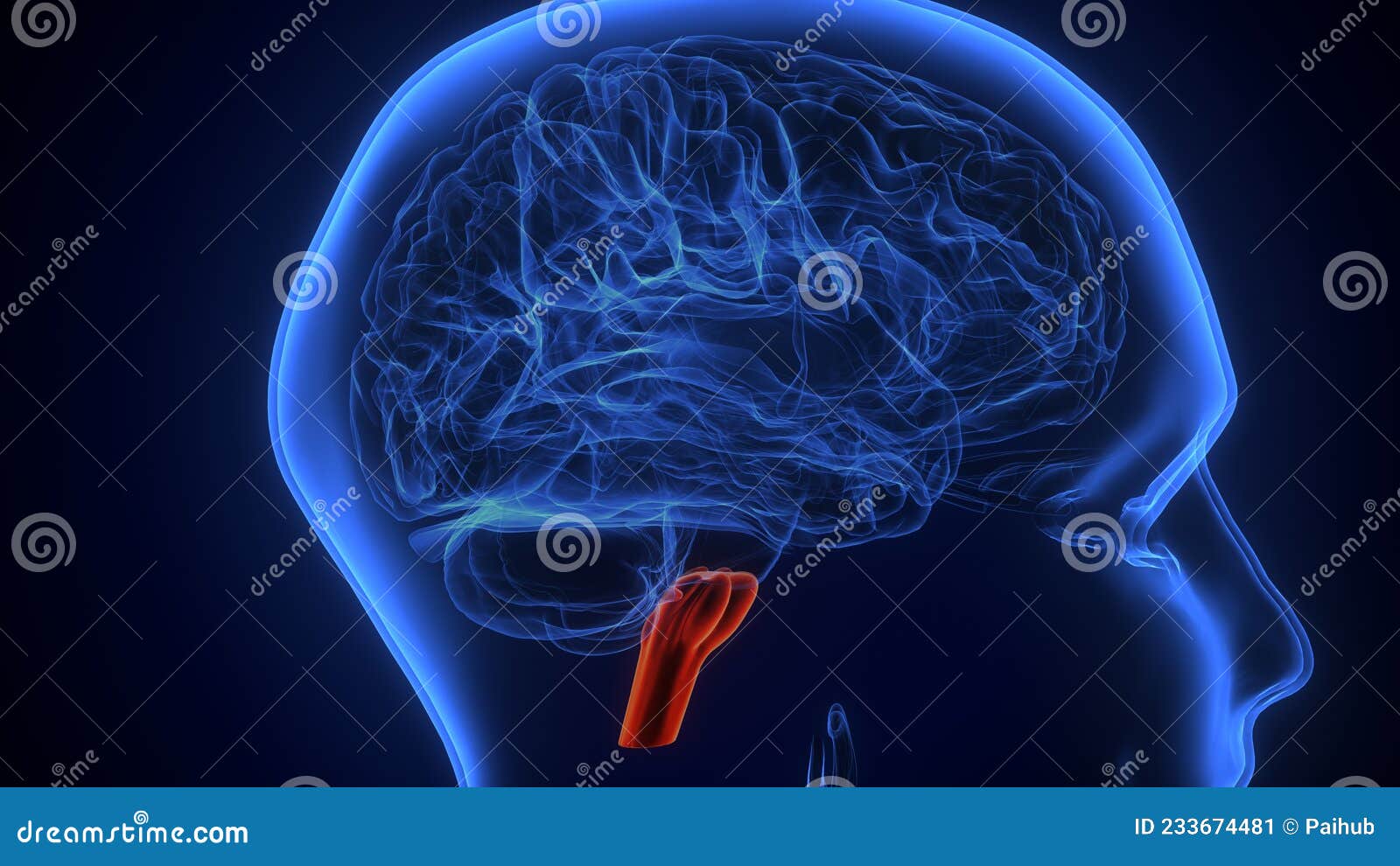 brain medulla oblongata anatomy.3d 