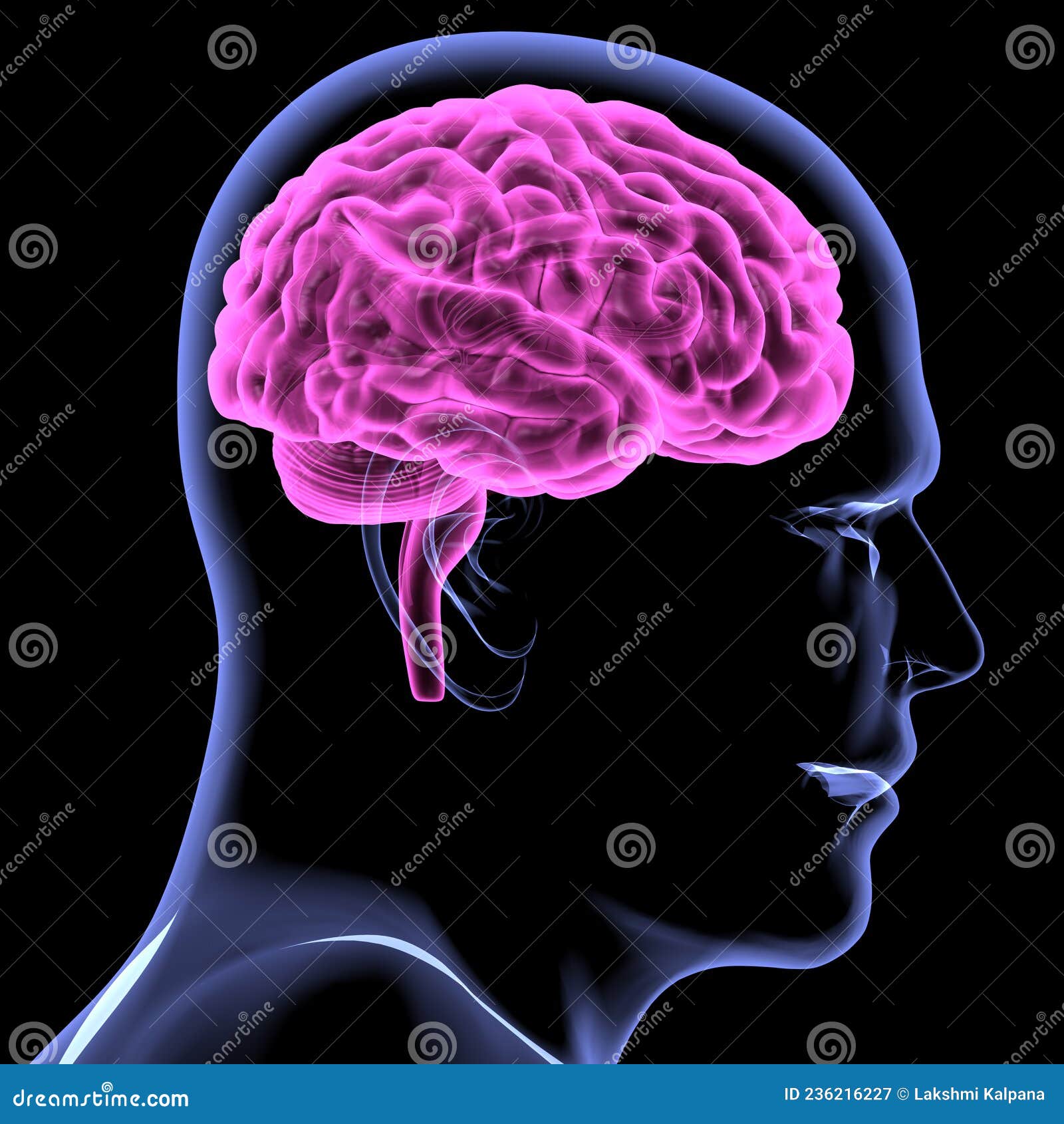 Brain is One of the Largest and Most Complex Organs in the Human Body Stock Illustration