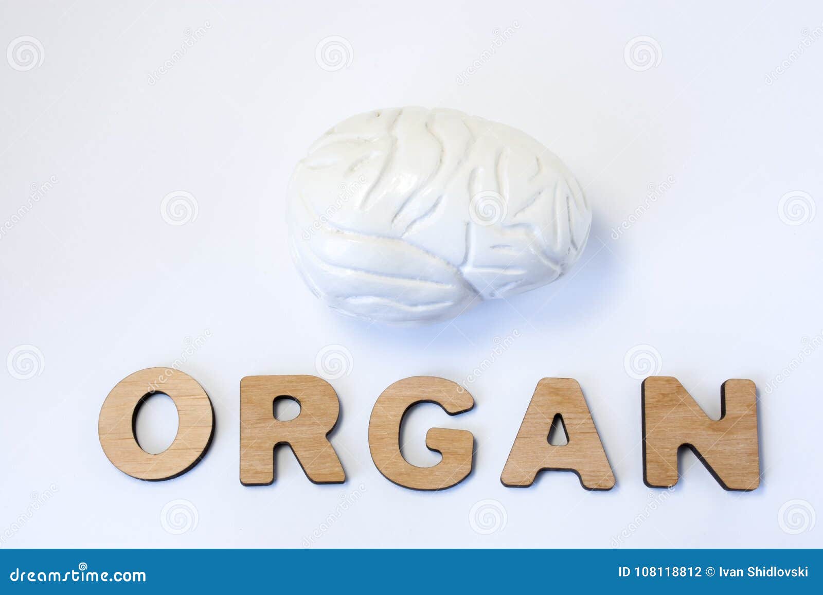 brain is organ of human or animal concept photo. model of brain is near volume letters composing word organ on light background. v