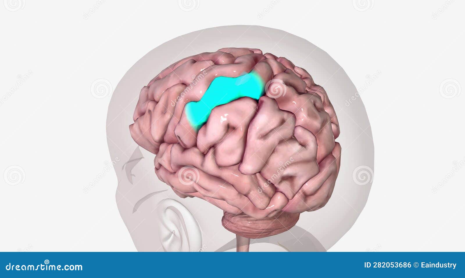The Brain Receives the Sensory Information Communicated by the Action