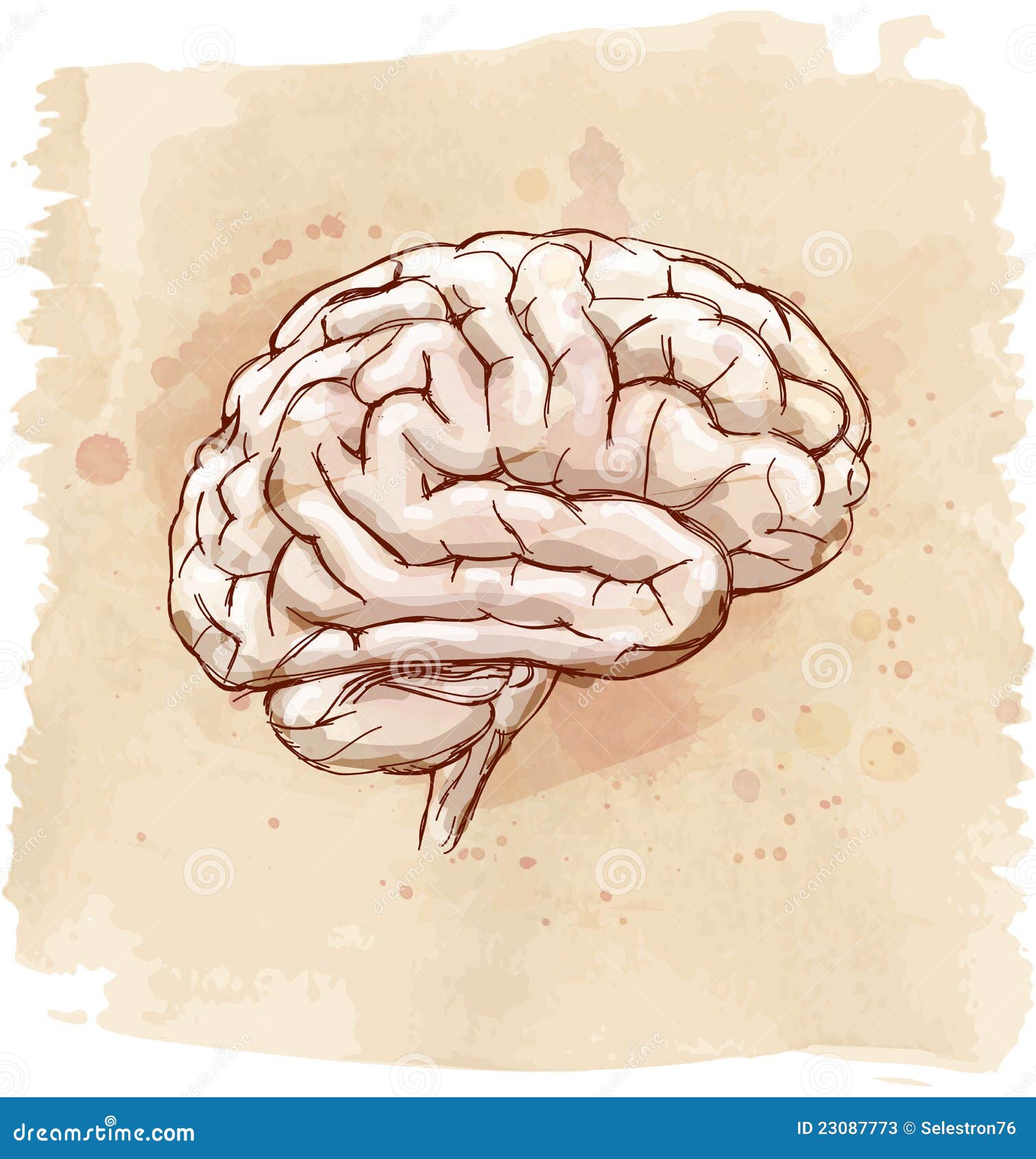 The Cerebellum's Functions in Cognition, Emotion, and More | TS Digest |  The Scientist