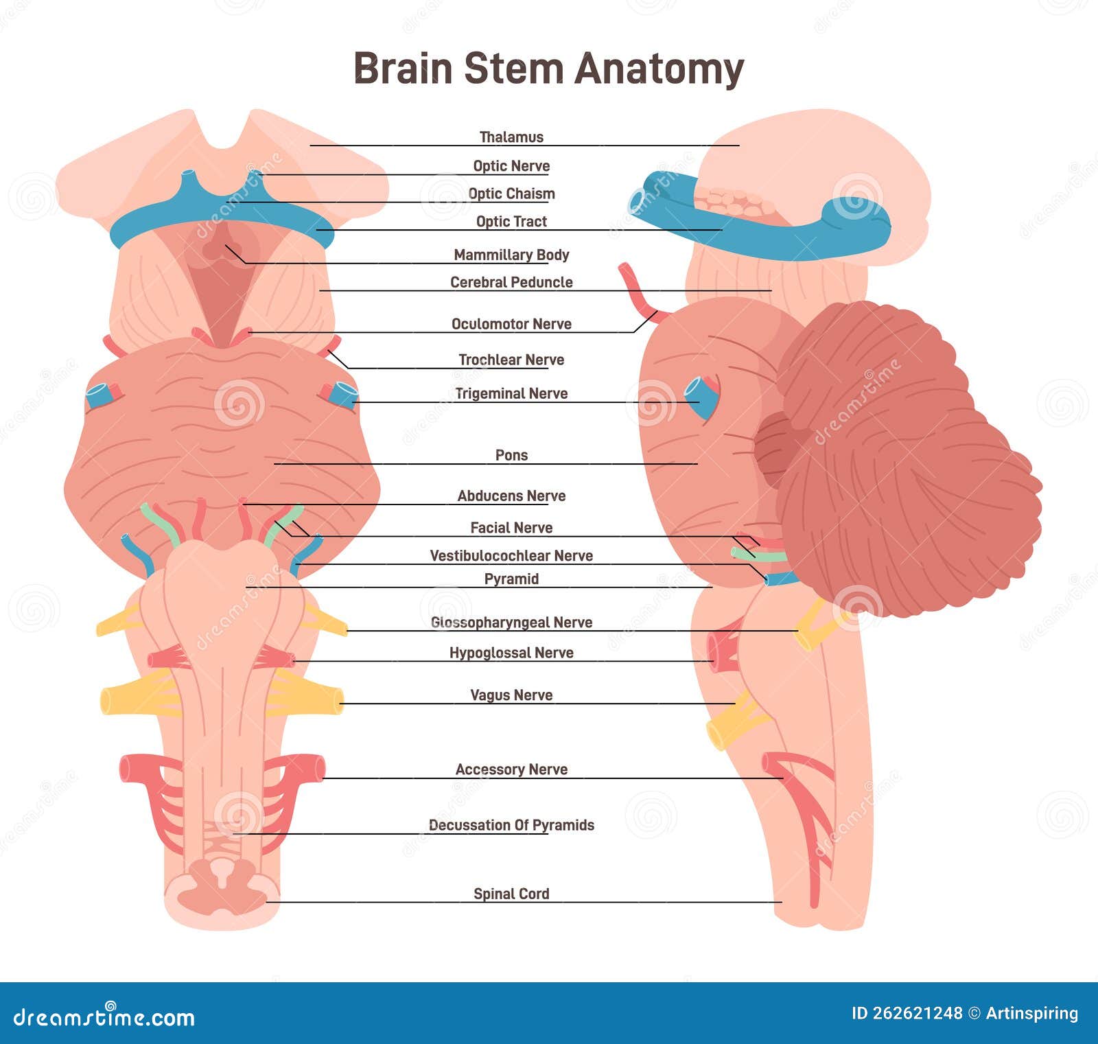 Brain Stem Anatomical Structure. Biological Sections of Posterior Stock  Illustration - Illustration of scheme, view: 262621248