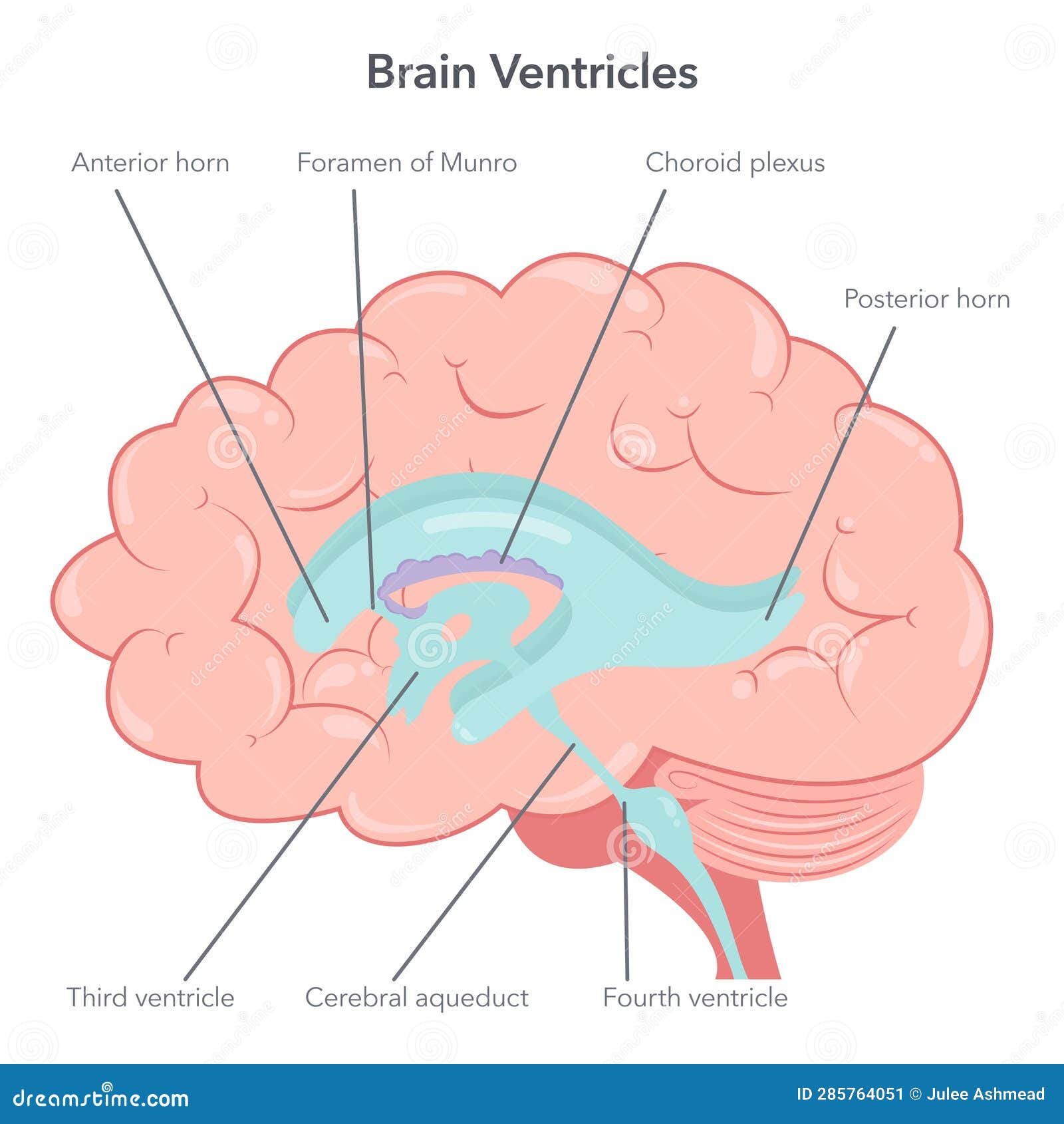 human brain ventricles anatomy   diagram
