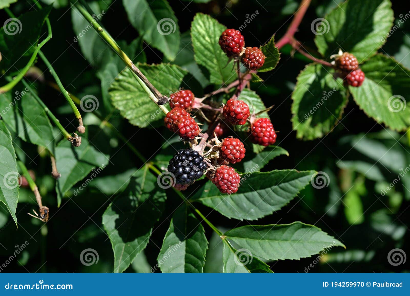 Bramble or brambleberry stock image. Image of tangled - 128721473