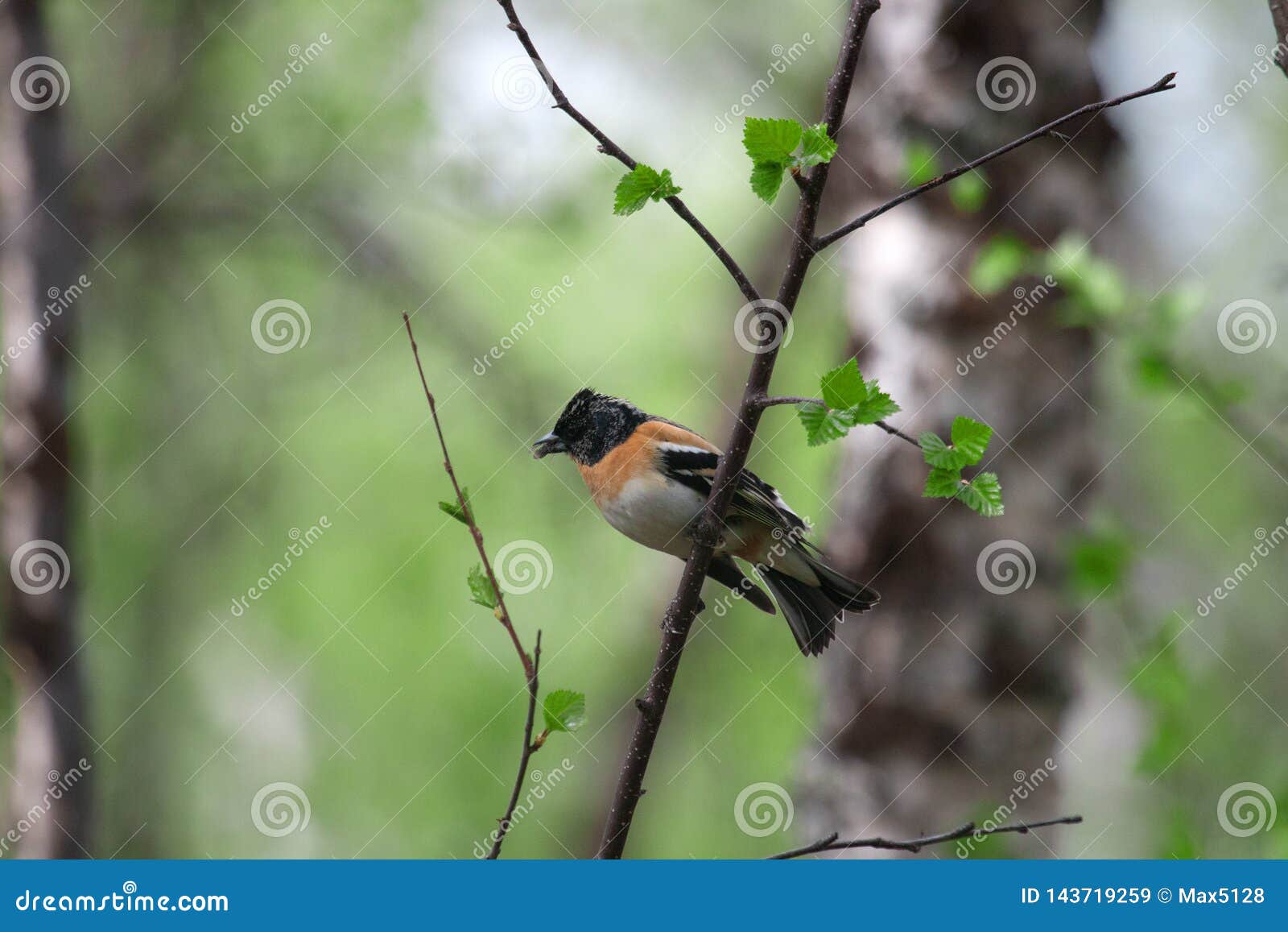 brambling (fringilla montifringilla) male