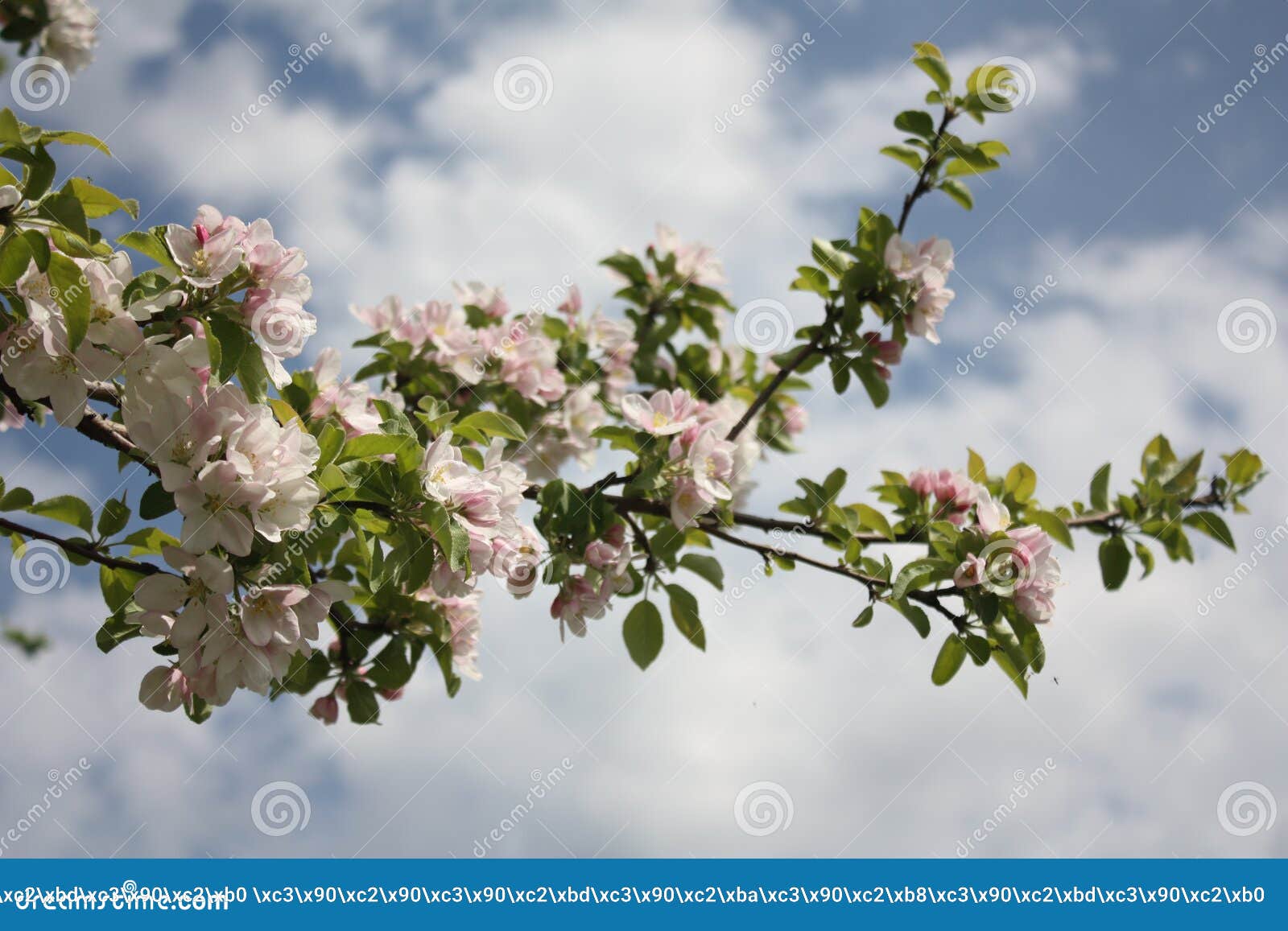 a branch of apple blossoms on a background of the spring sky