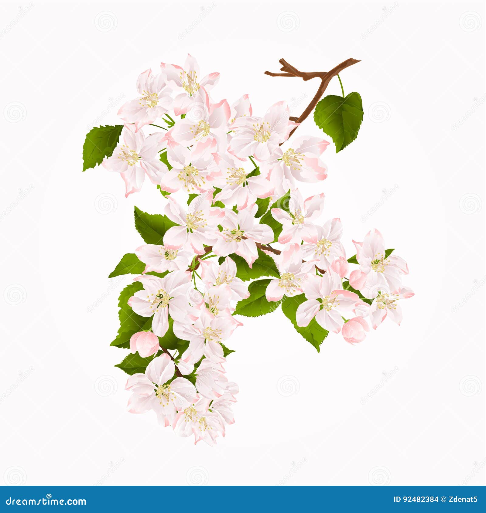 Branch of Apple Tree with Flowers Vintage Hand Draw Spring Background Vector Stock Vector
