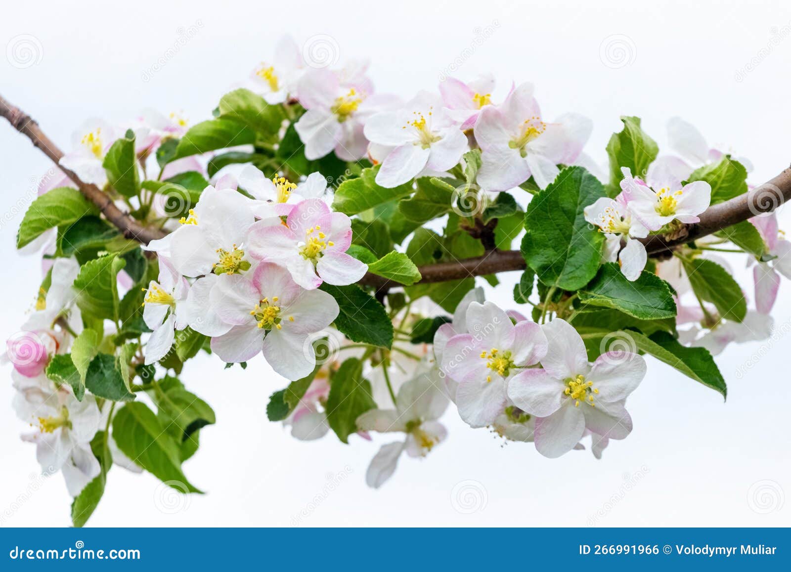 A Branch of an Apple Tree with Pink and White Flowers on a White