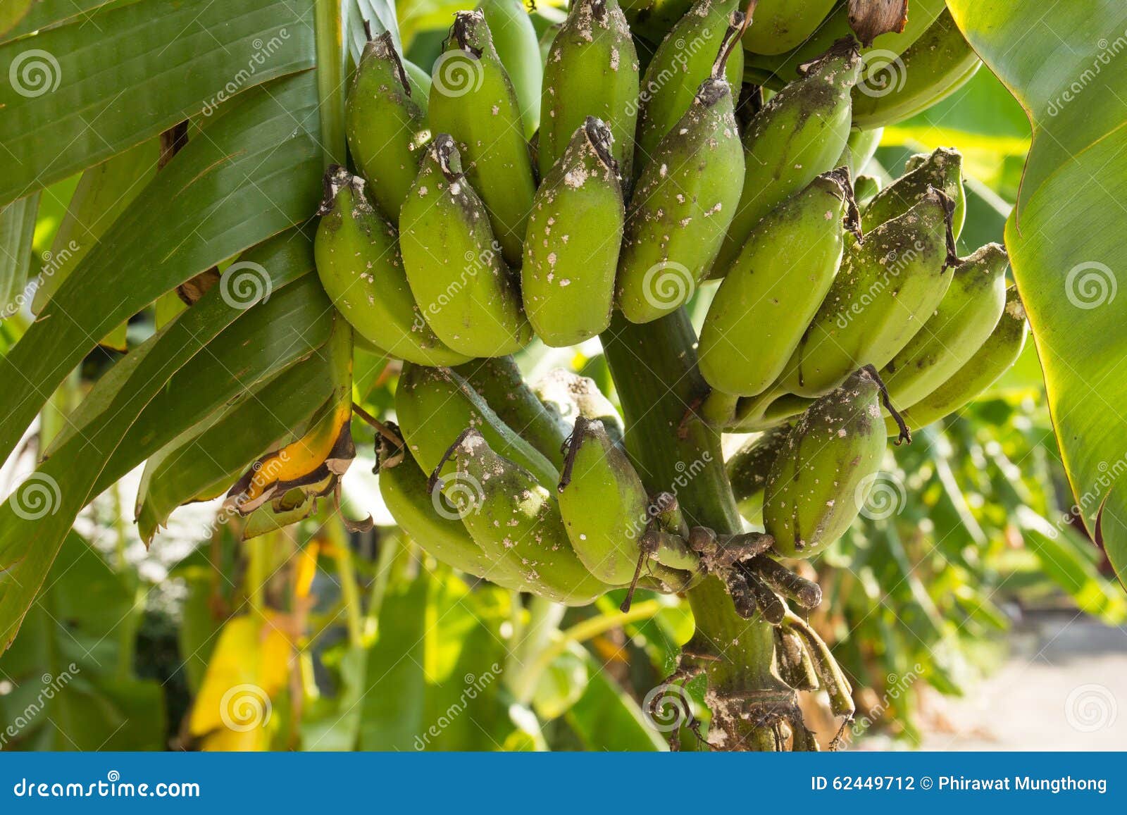Branch of Banana Damaged by Aphis Stock Photo Image of agriculture