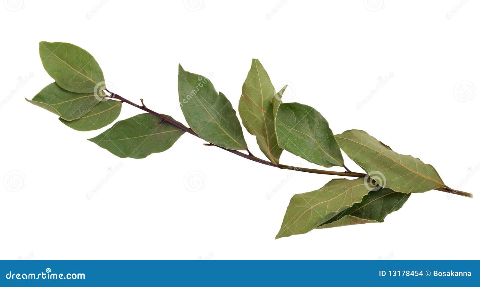 Branch of bay leaves stock photo. Image of natural, plant 13178454