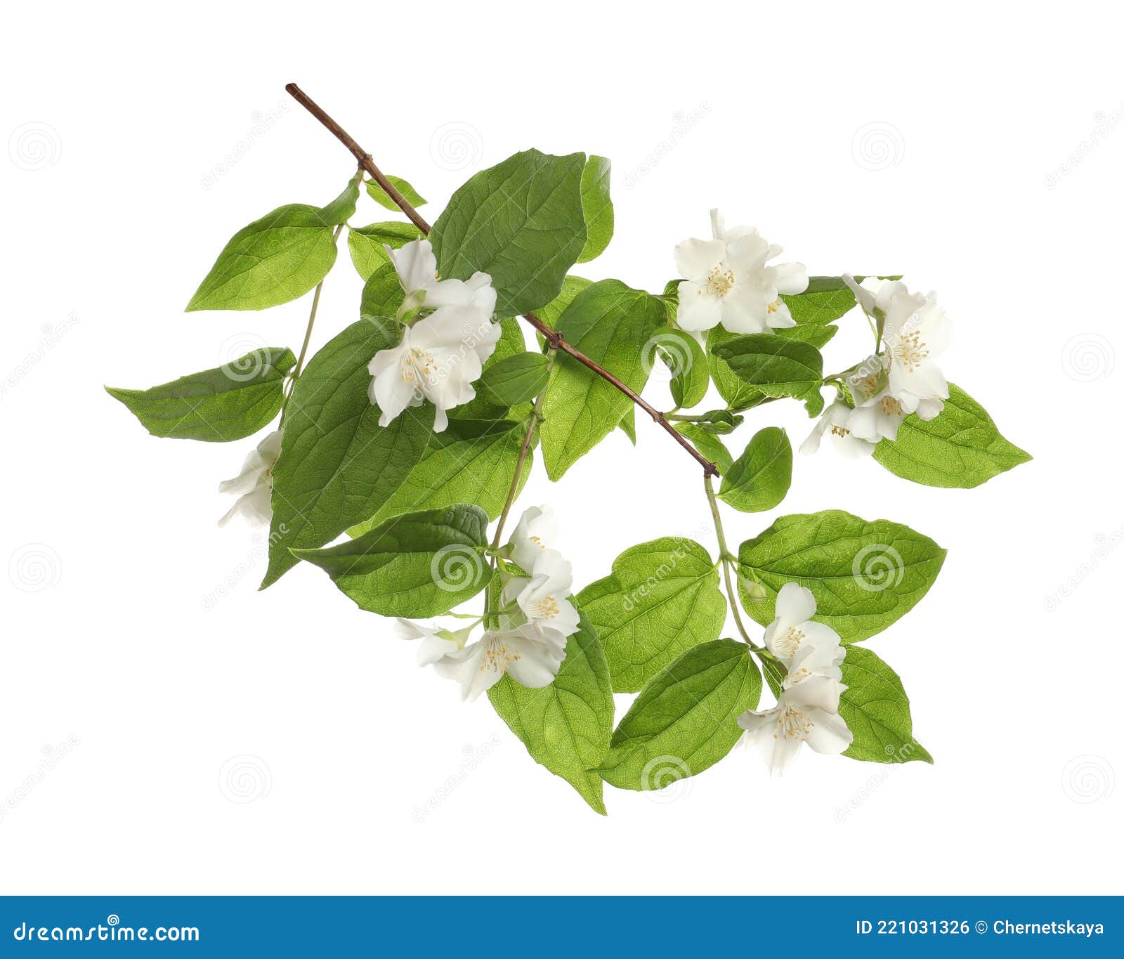 Branch of Beautiful Jasmine Plant on White Background Stock Photo