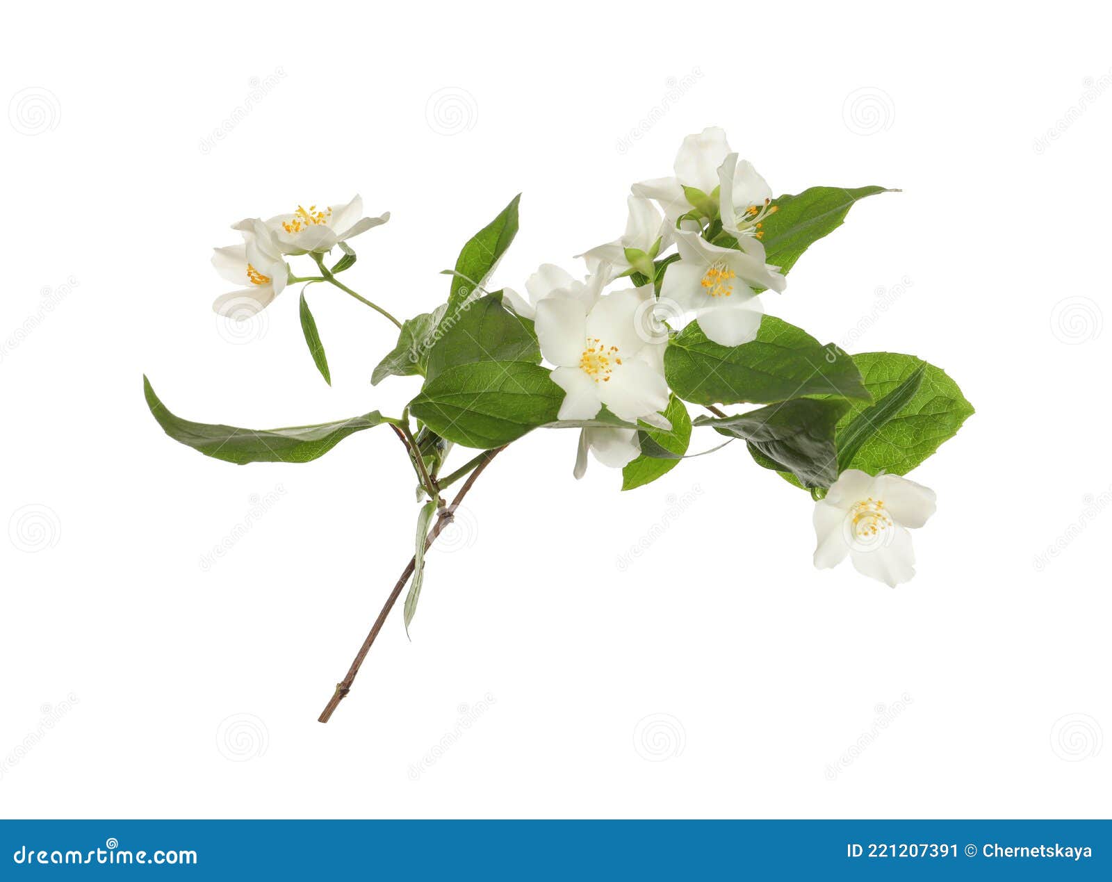 Branch of Beautiful Jasmine Plant on White Background Stock Image