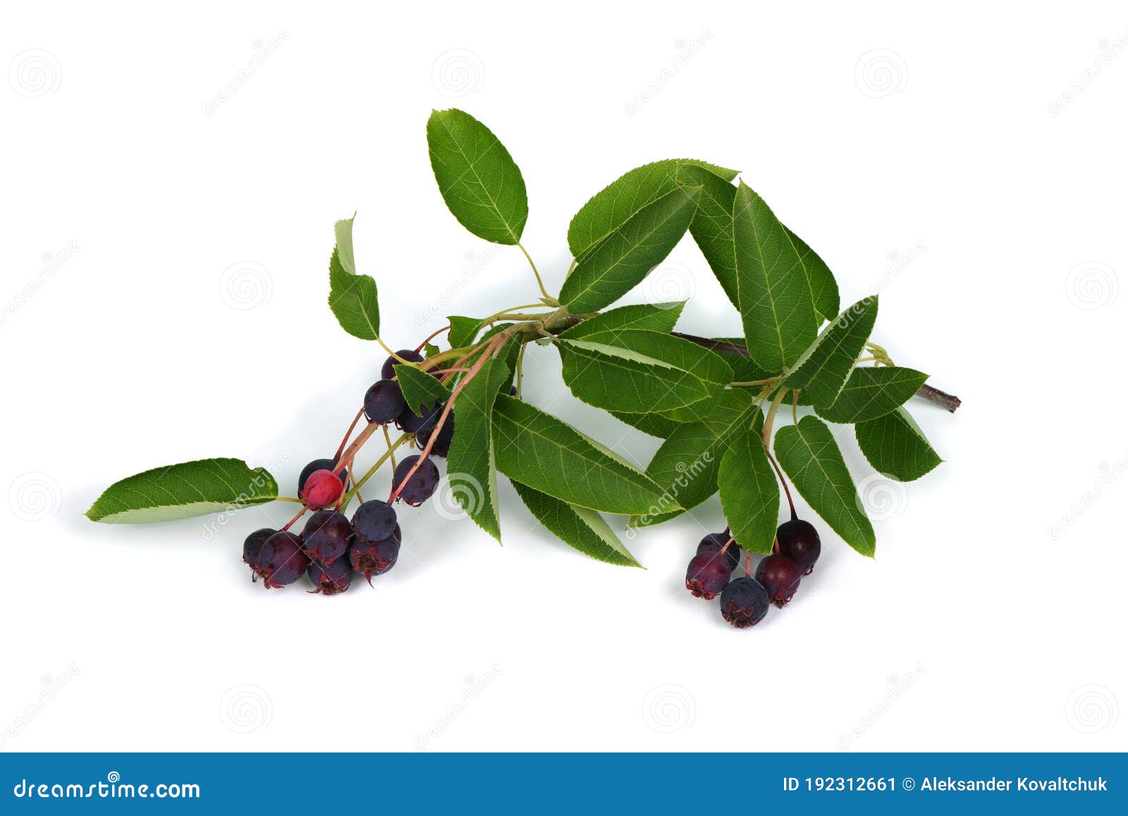 branch with berries amelanchier or chuckley pear