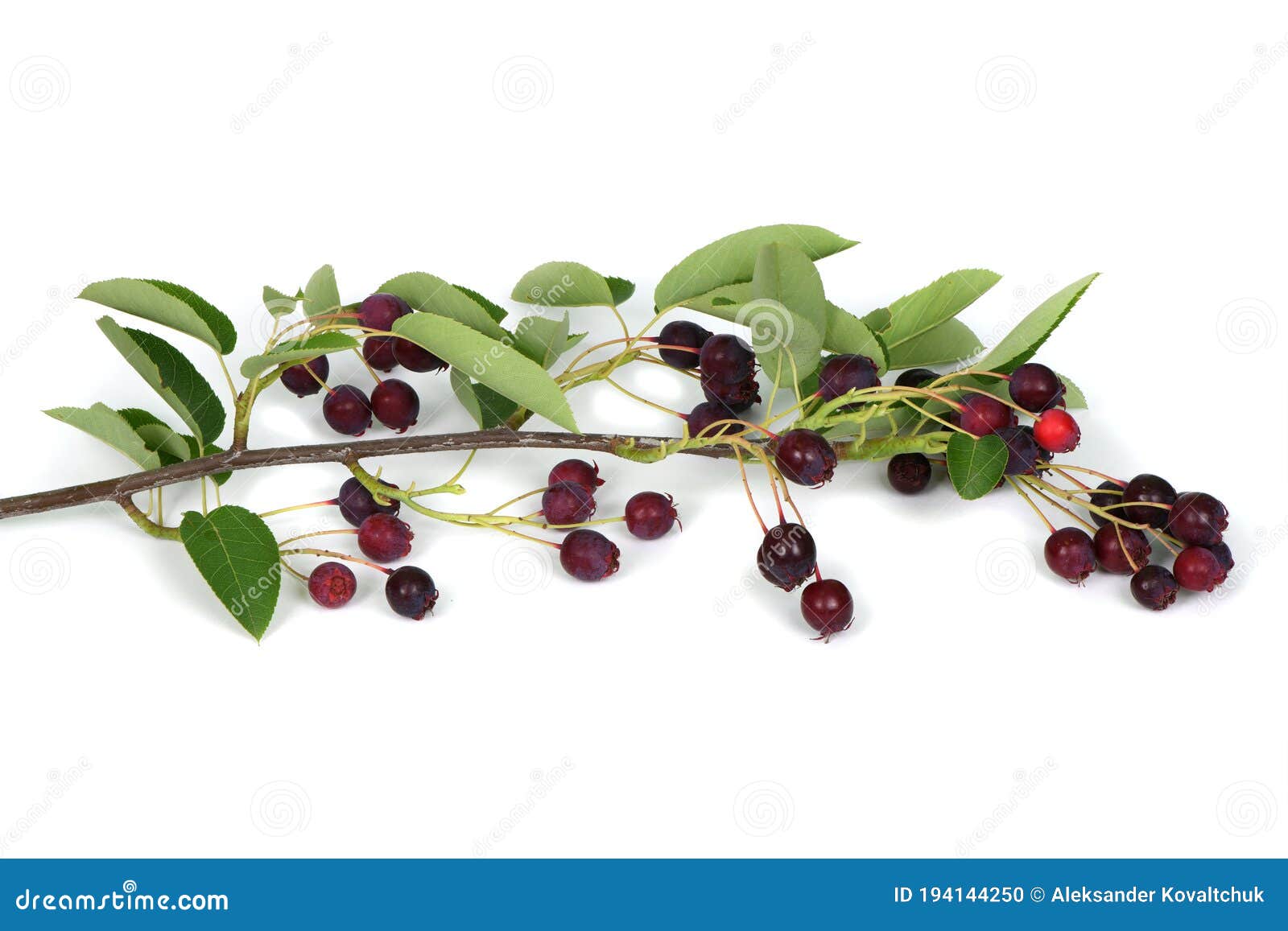 branch with berries amelanchier or chuckley pear