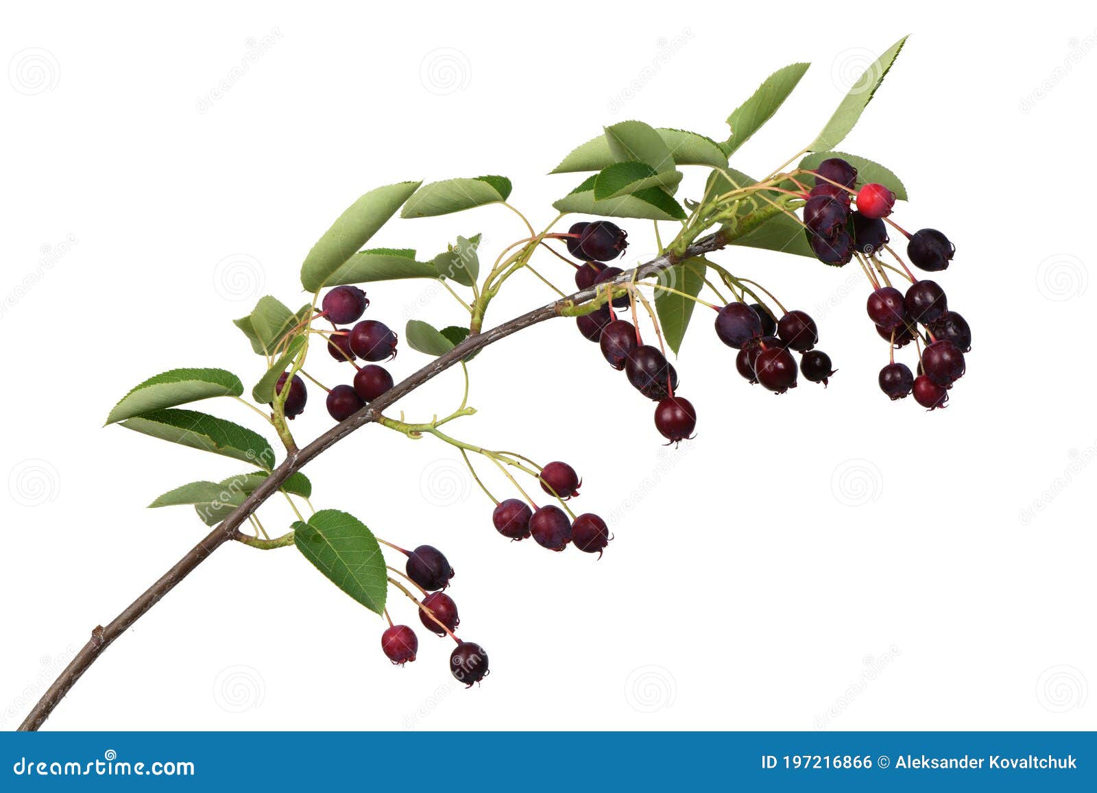 branch with berries amelanchier or chuckley pear