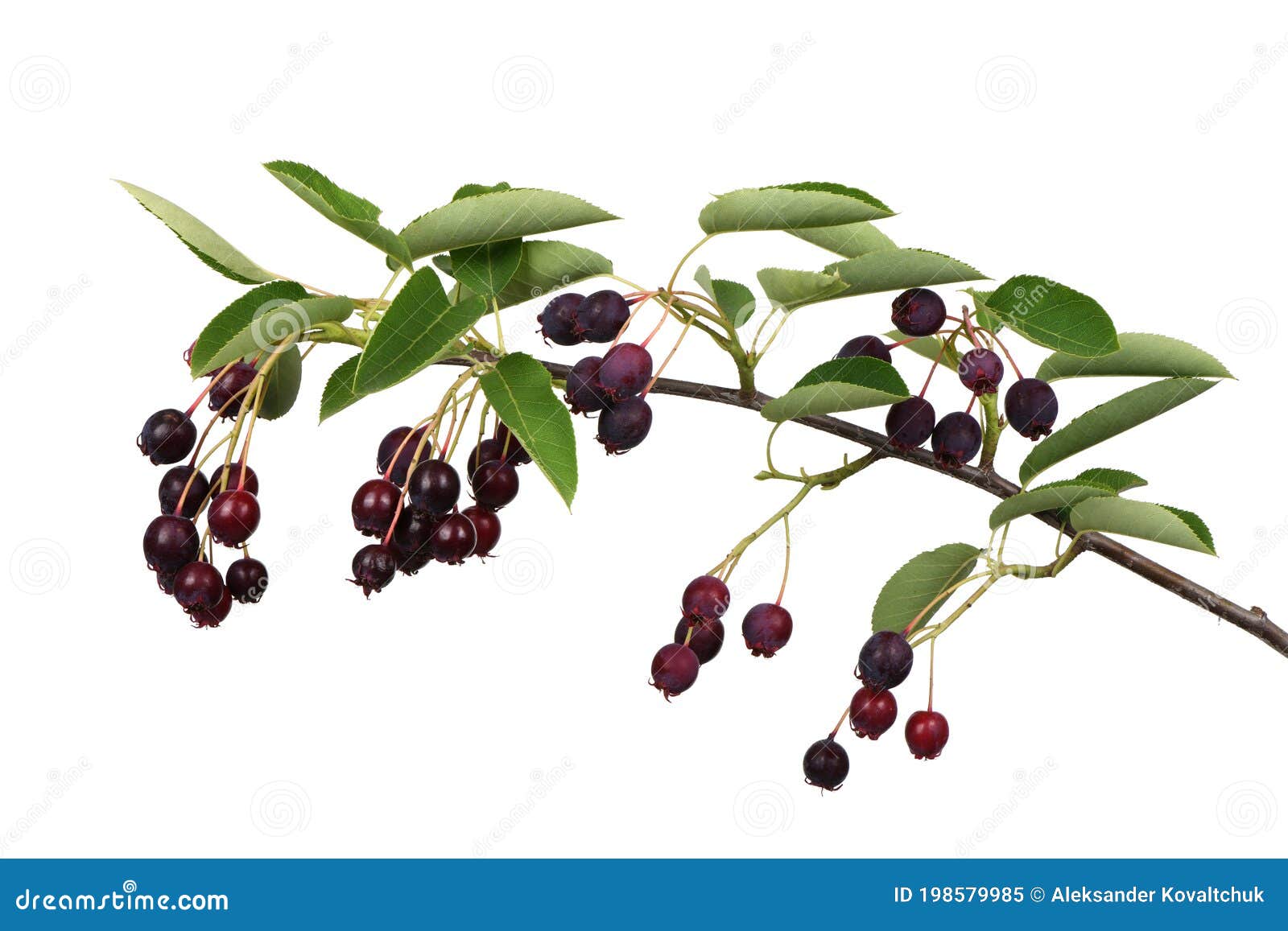 branch with berries amelanchier or chuckley pear