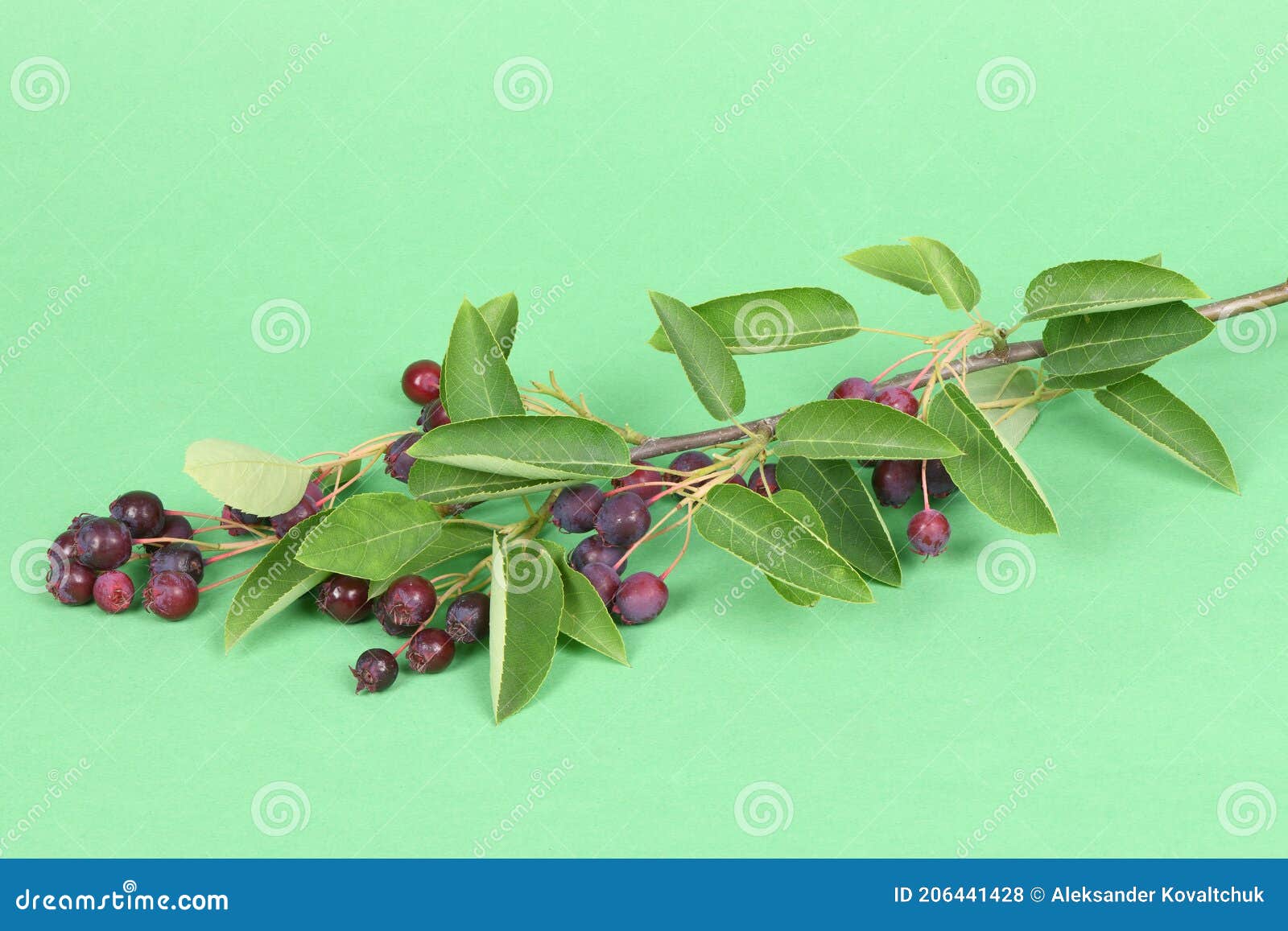 branch with berries amelanchier or chuckley pear