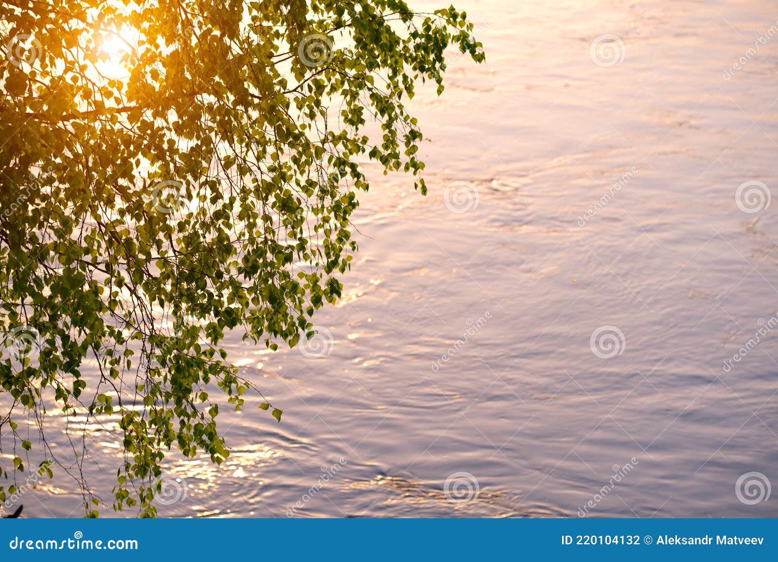 branch of a birch and sun reflected in river water, summer concept background