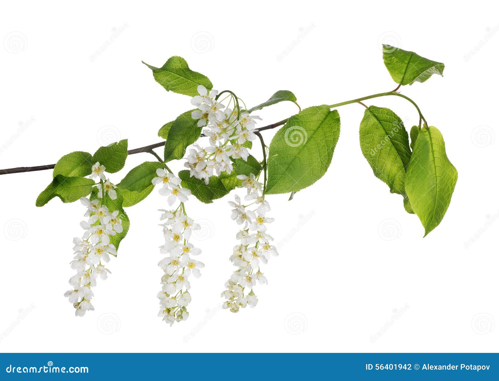 Branch of Bird Cherry Tree on White Stock Photo Image of twig