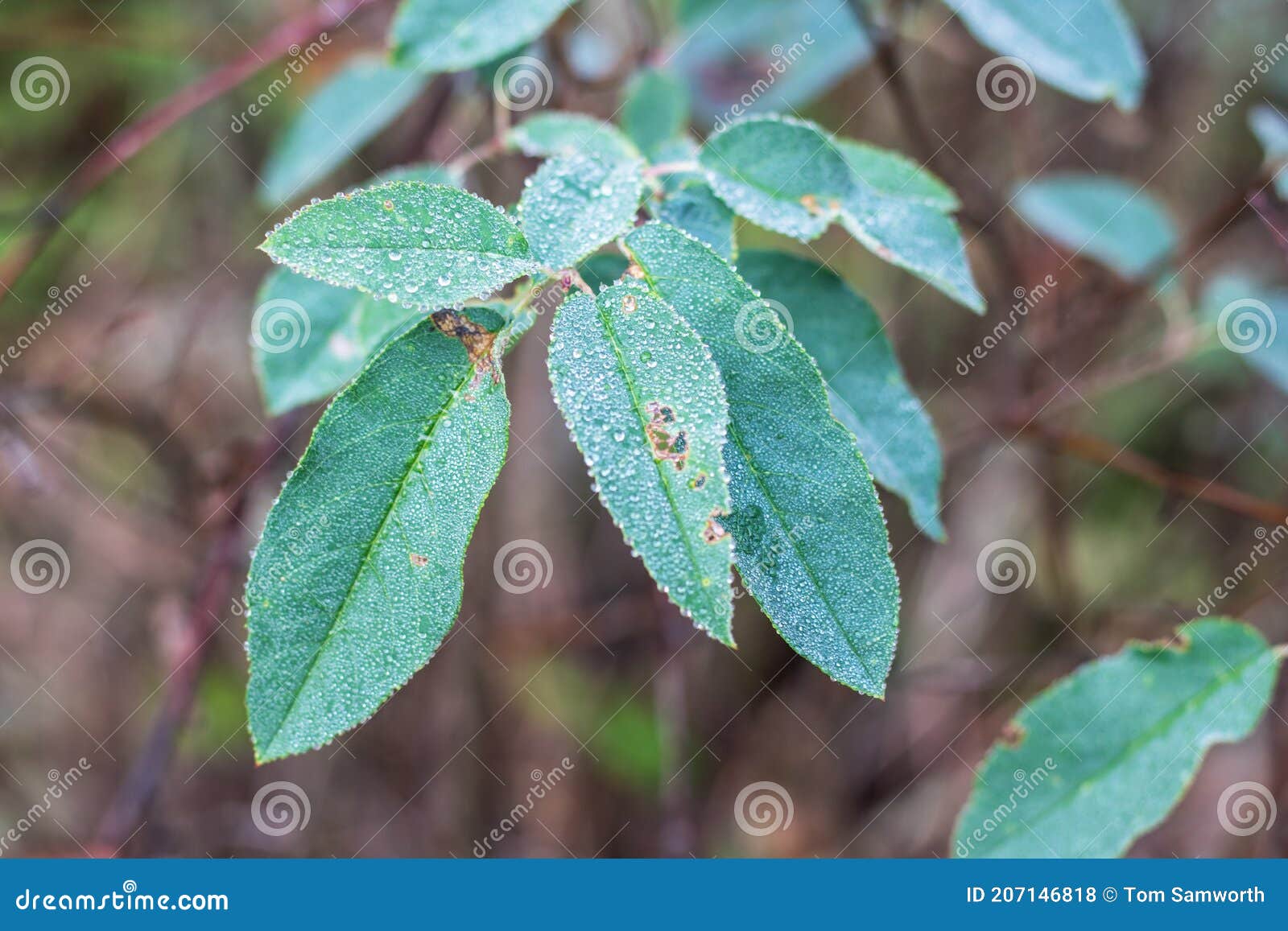 Dew Drop Covered Cherry Tree Leaves Stock Photo Image of branch