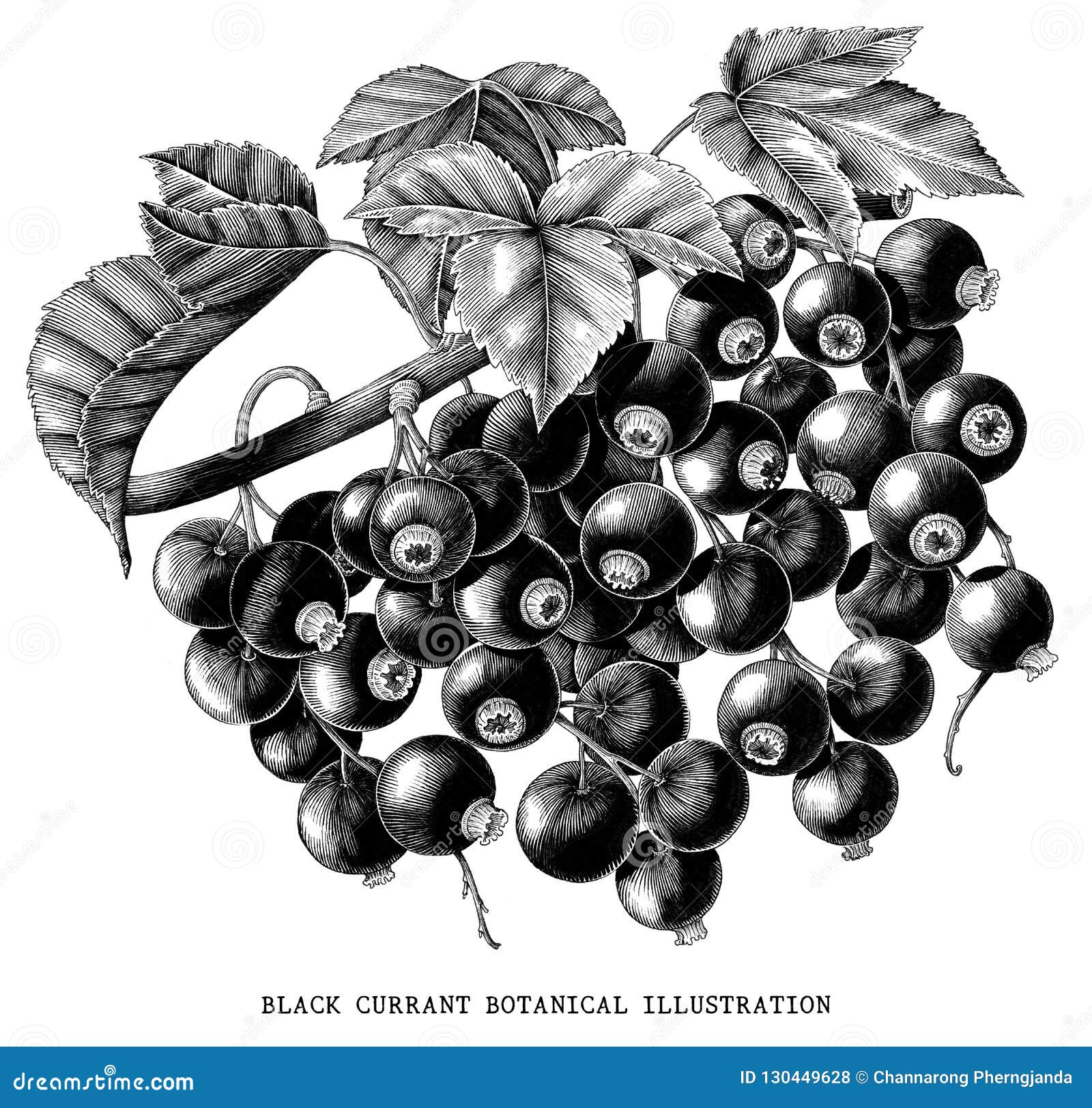 Botanical illustration of black currant hi-res stock photography and images  - Page 2 - Alamy