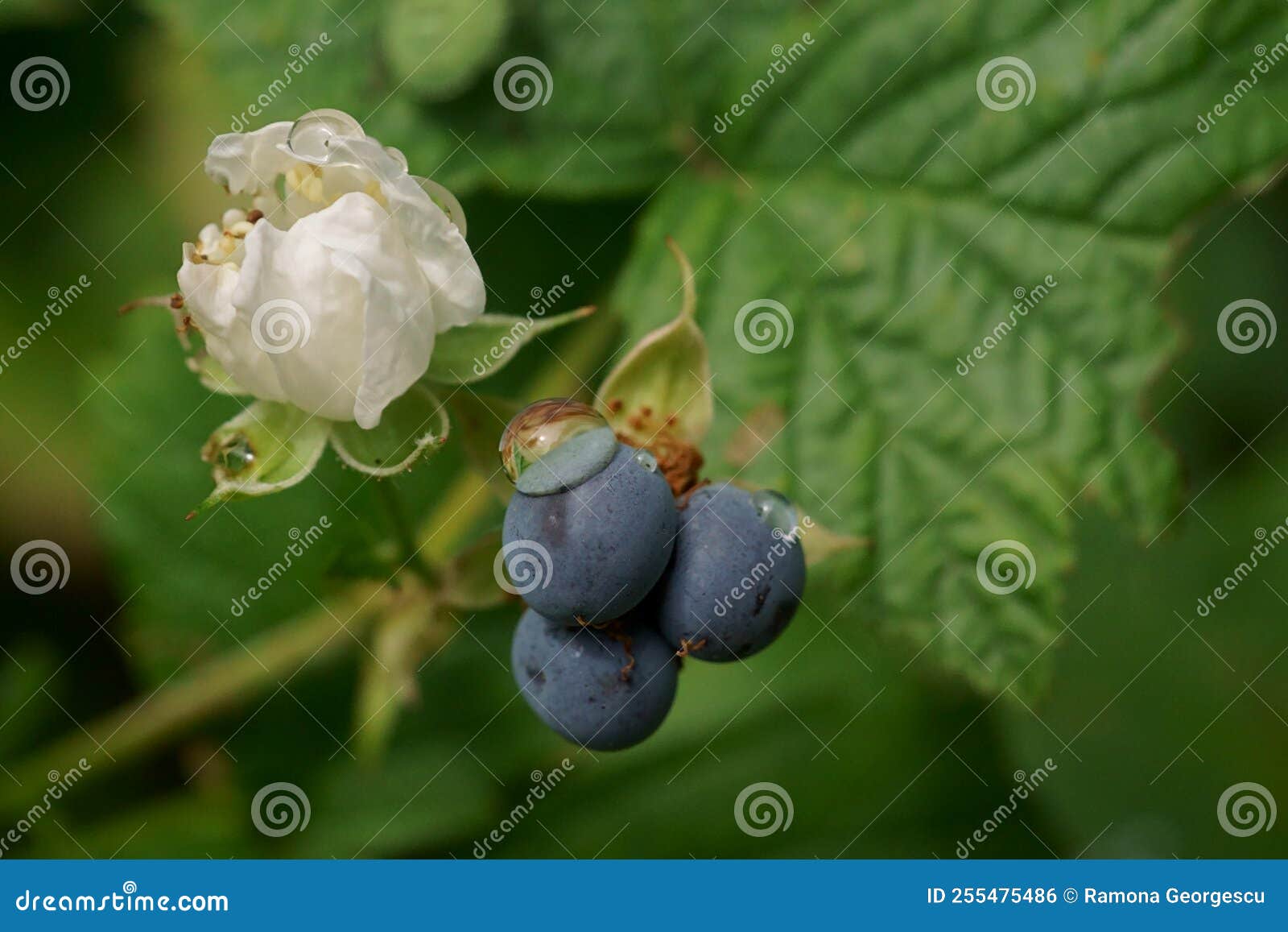 Branch with Blackberries Fruit and Blackberries Flower; Rubus
