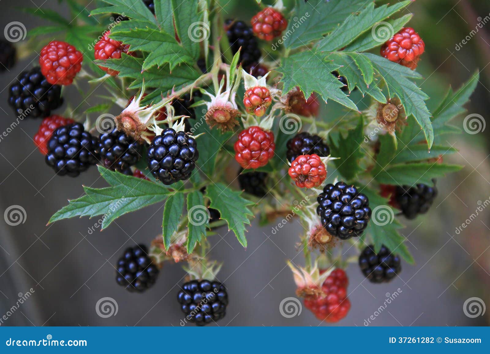 Branch with Blackberries at Harvest Time Stock Photo Image of food