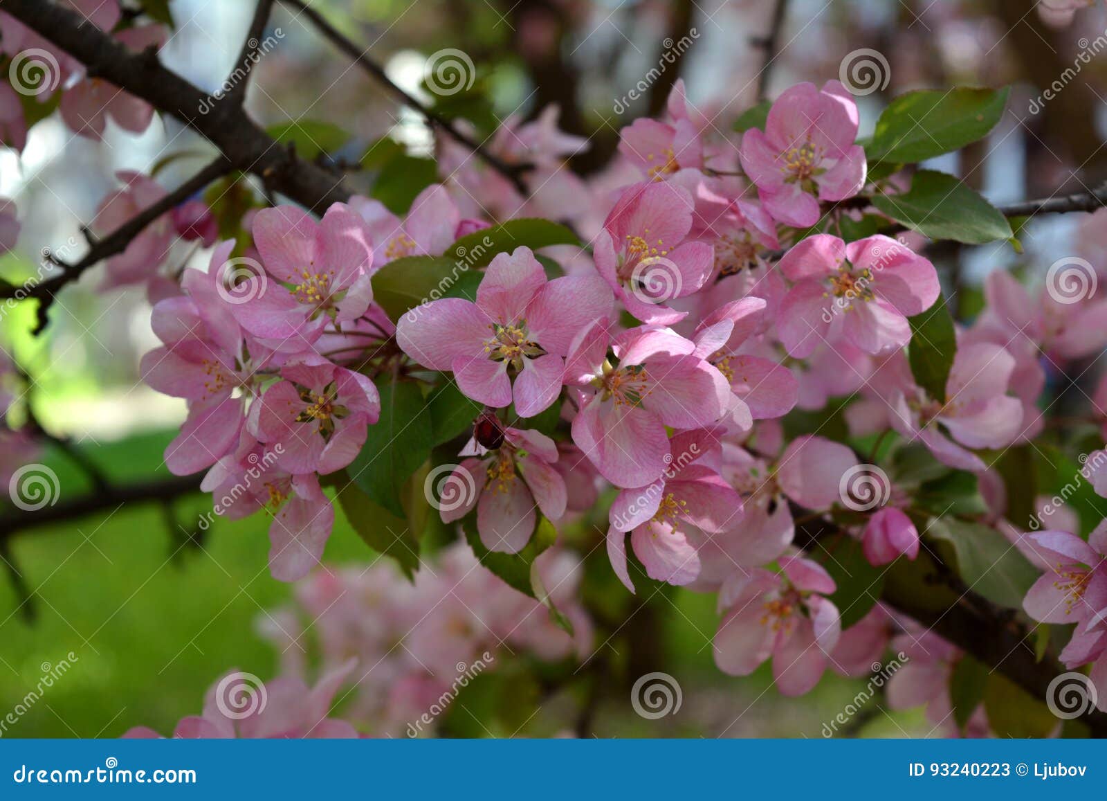 Branch of Blooming Apple Tree with Pink Flowers Stock Image Image of