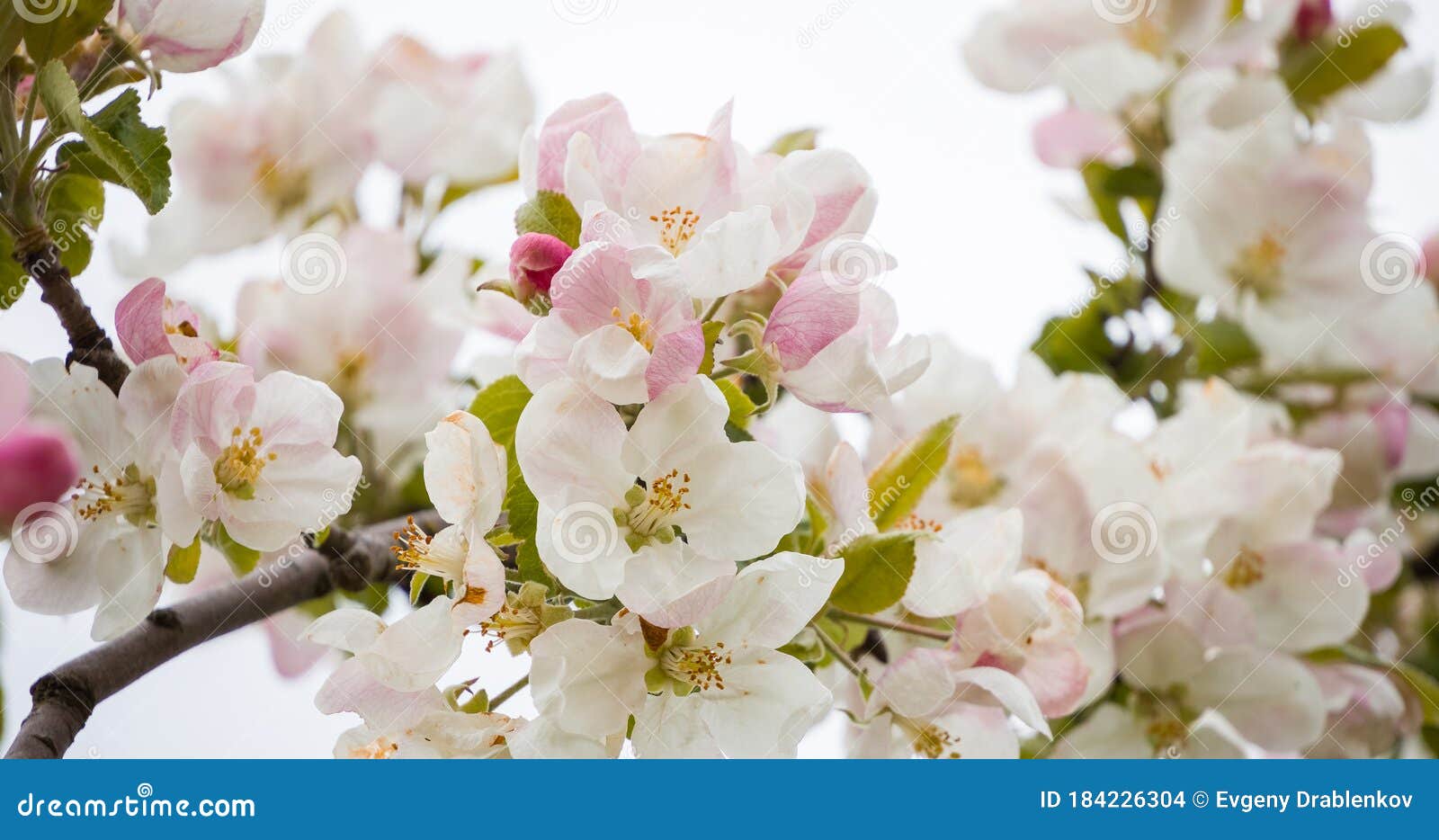 a branch of a blooming apple tree in spring with beautiful flowers. low depth of field, close-up