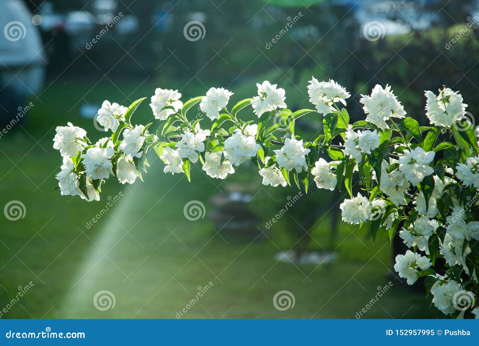A Branch of Blooming Jasmine Stock Image Image of floral, leaf 152957995