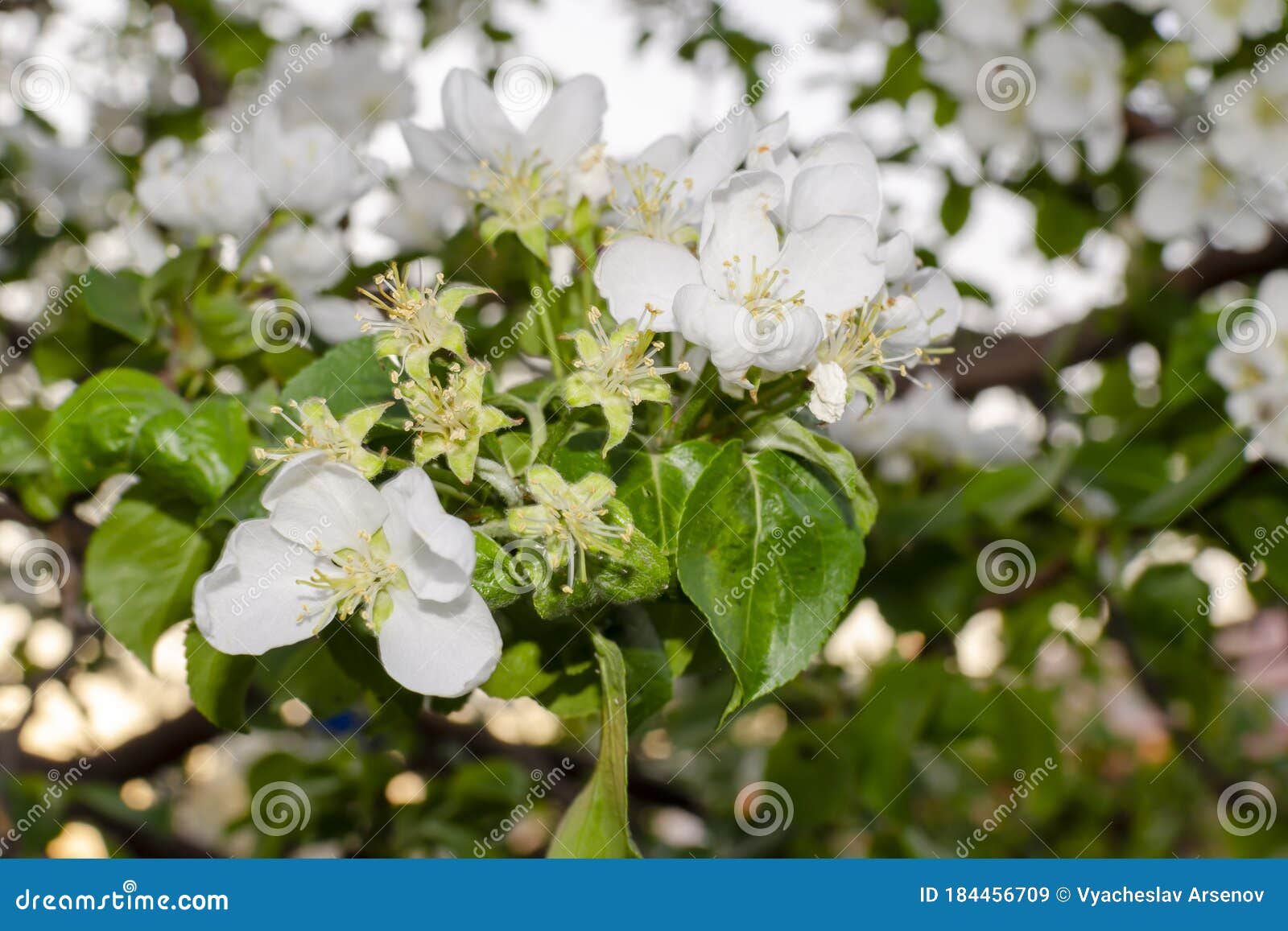 Branch of a Blossoming Apple Tree with White Flowers Stock Image