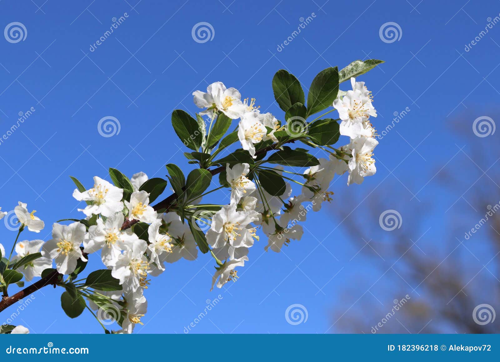A Branch Of A Blossoming Tree On A Background Of Blue Sky And A Tree In