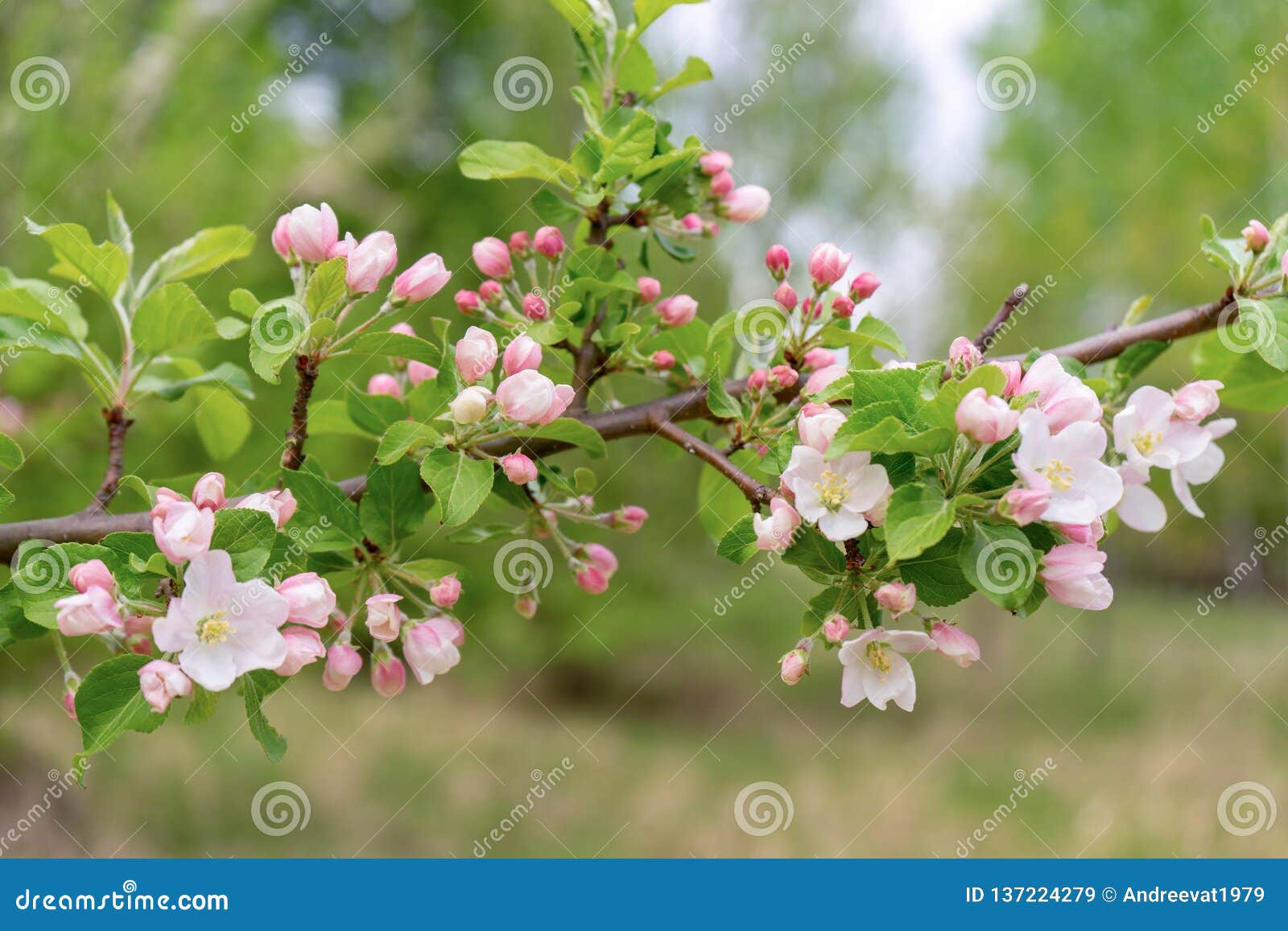 Apple tree remove blossom, Umatilla FL