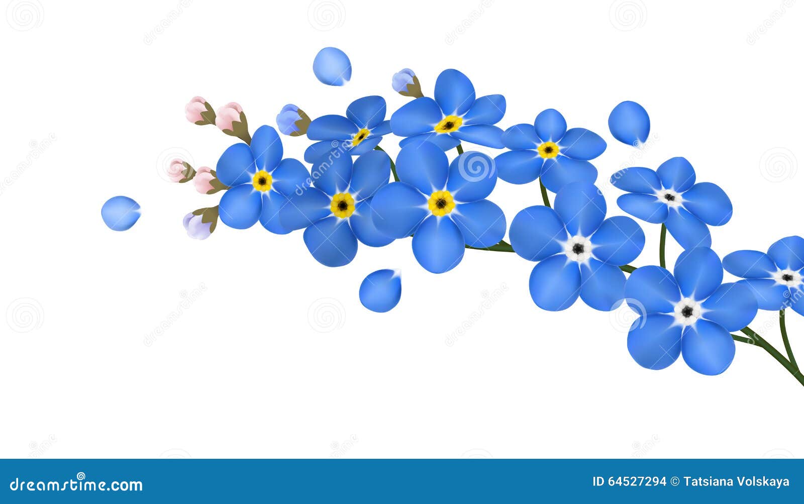 Forget me not flower colorful vector isolated Stock Vector Image