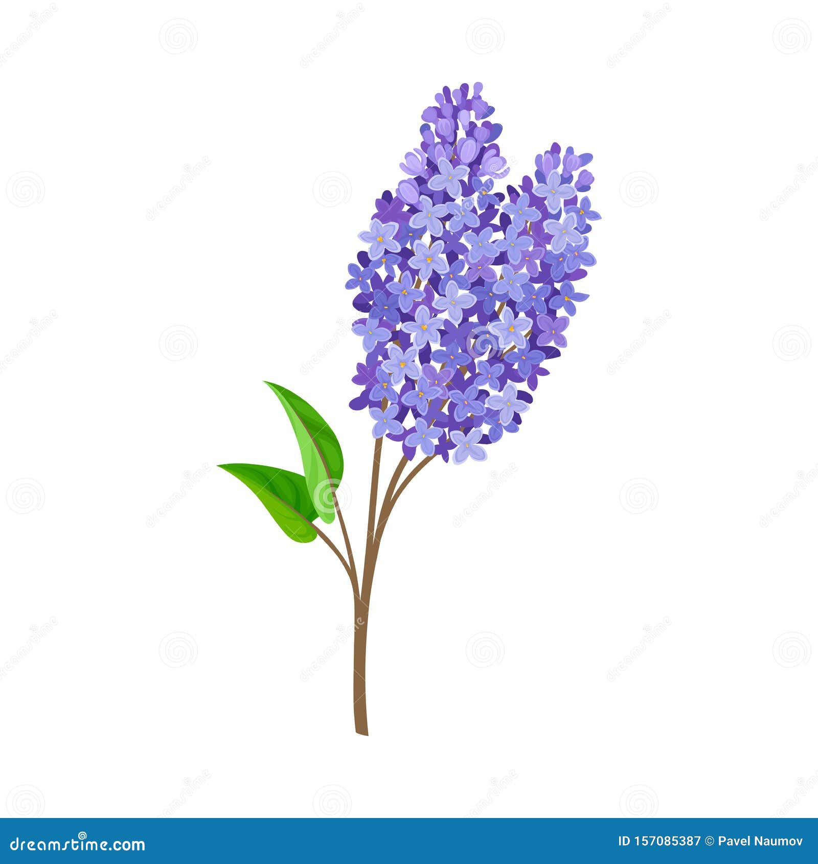 Branch of Blue Lilac. Vector Illustration on a White Background. Stock ...