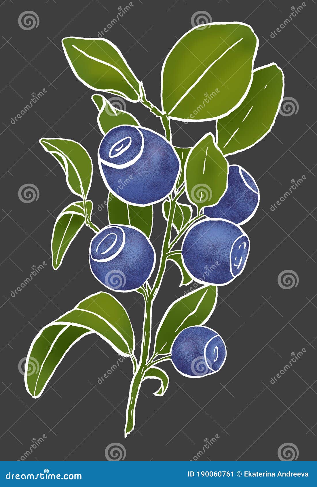 Huckleberry tree Black and White Stock Photos & Images - Alamy