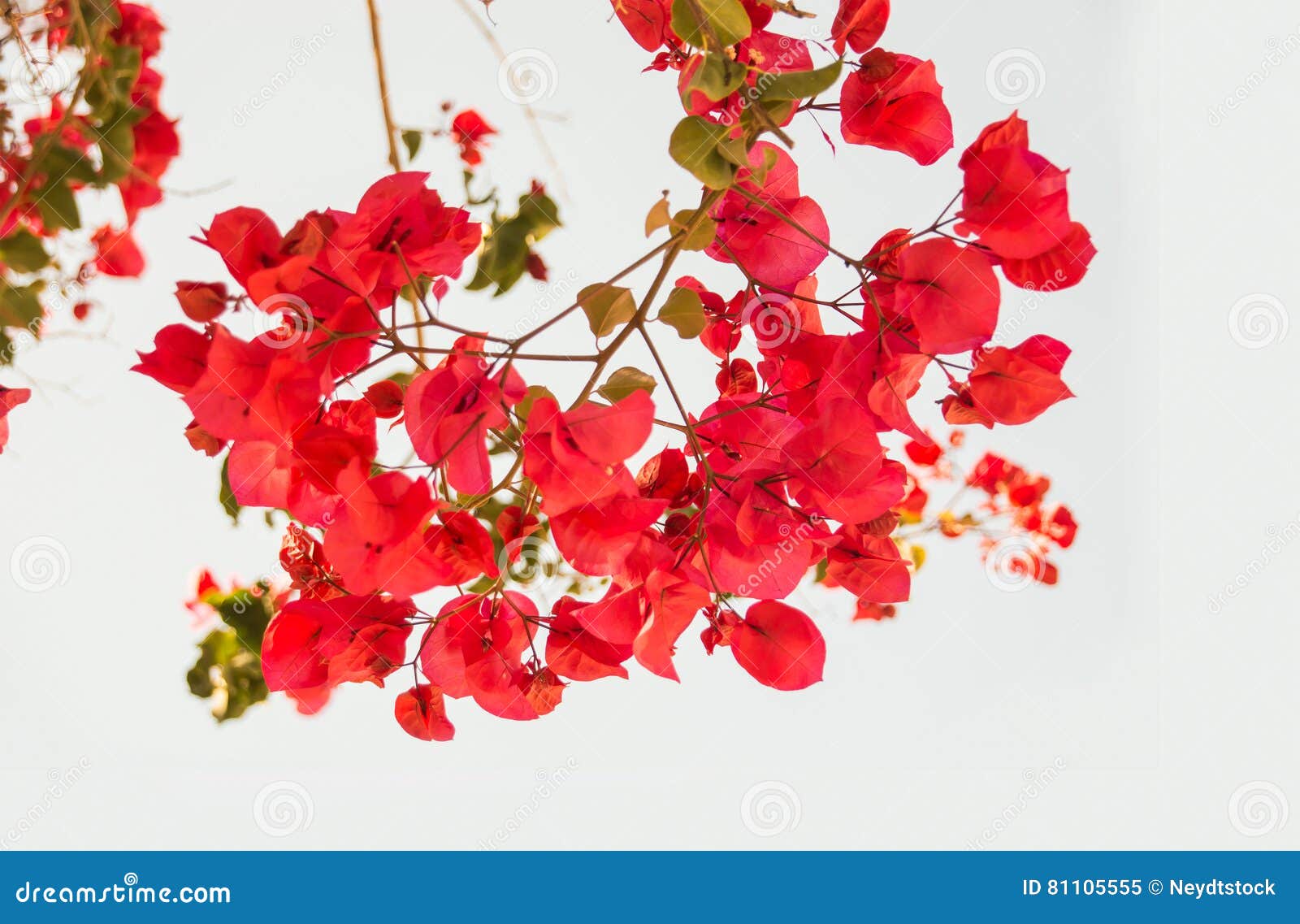 branch of bougainvillea on white background