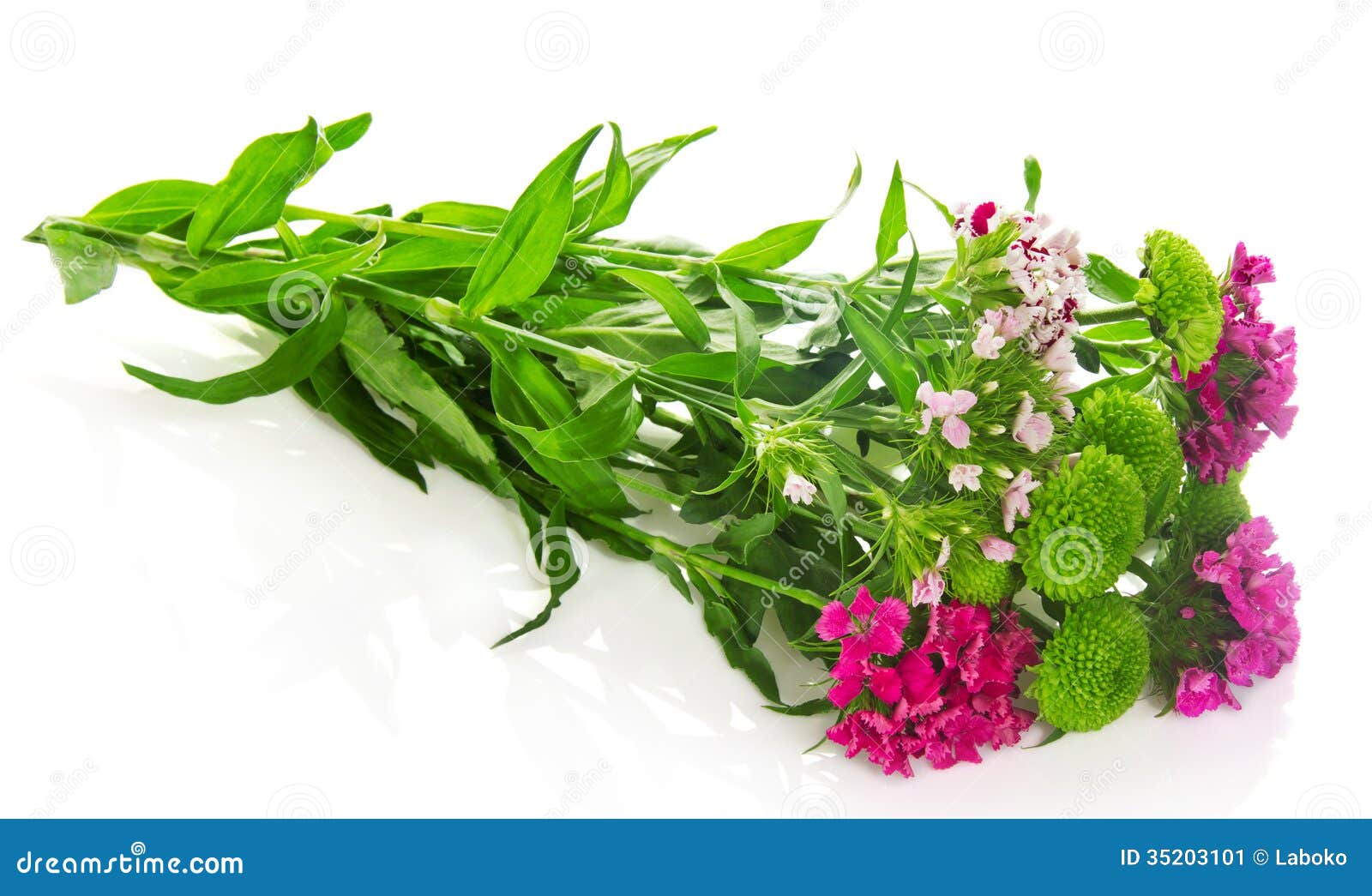 Branch of Bright Carnations and Chrysanthemums Stock Image Image of