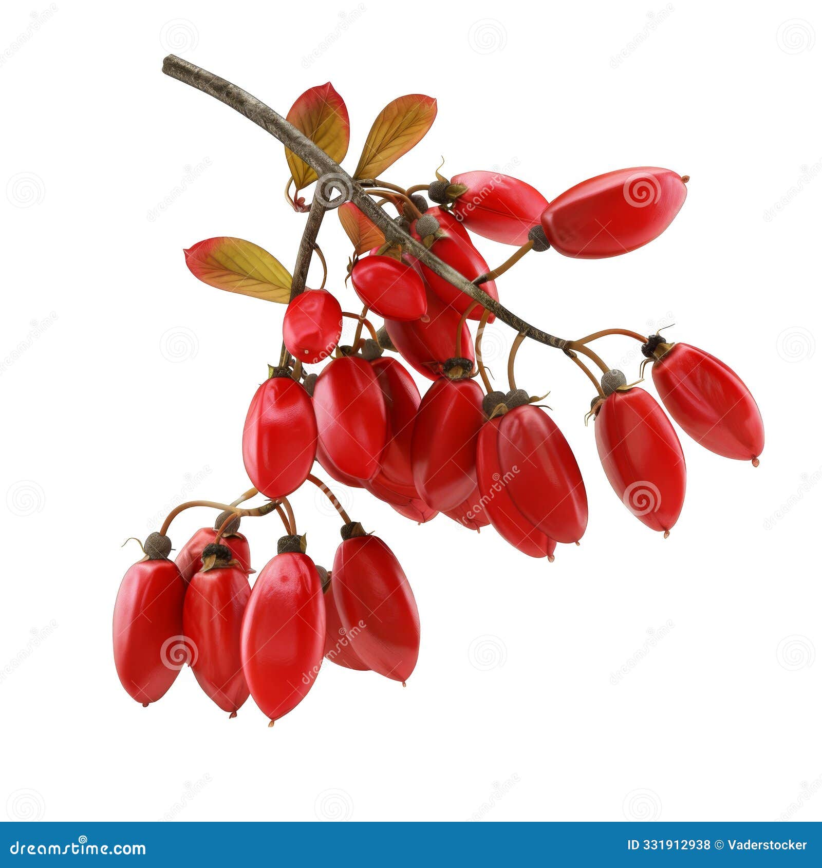 A Branch of Bright Red Berries with Green Leaves Stock Illustration A Branch of Bright Red Berries with Green Leaves Stock Illustration