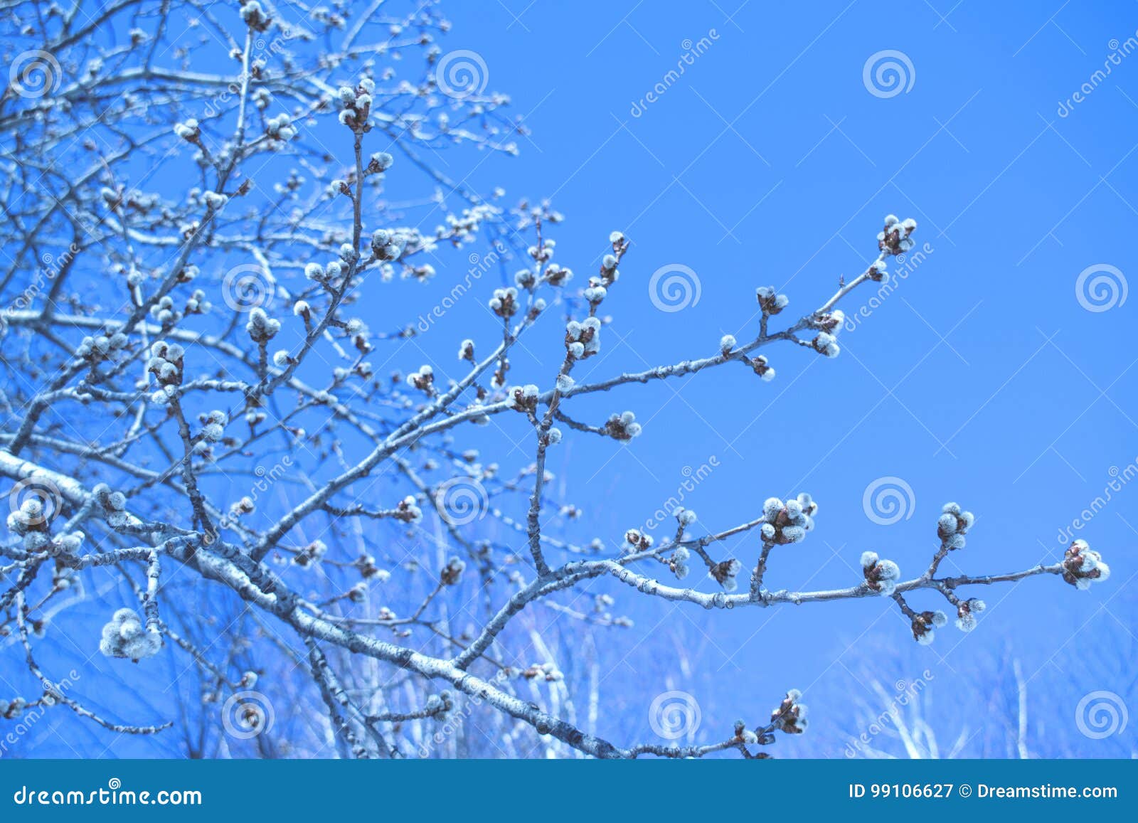 branch with buds against the background of a sky